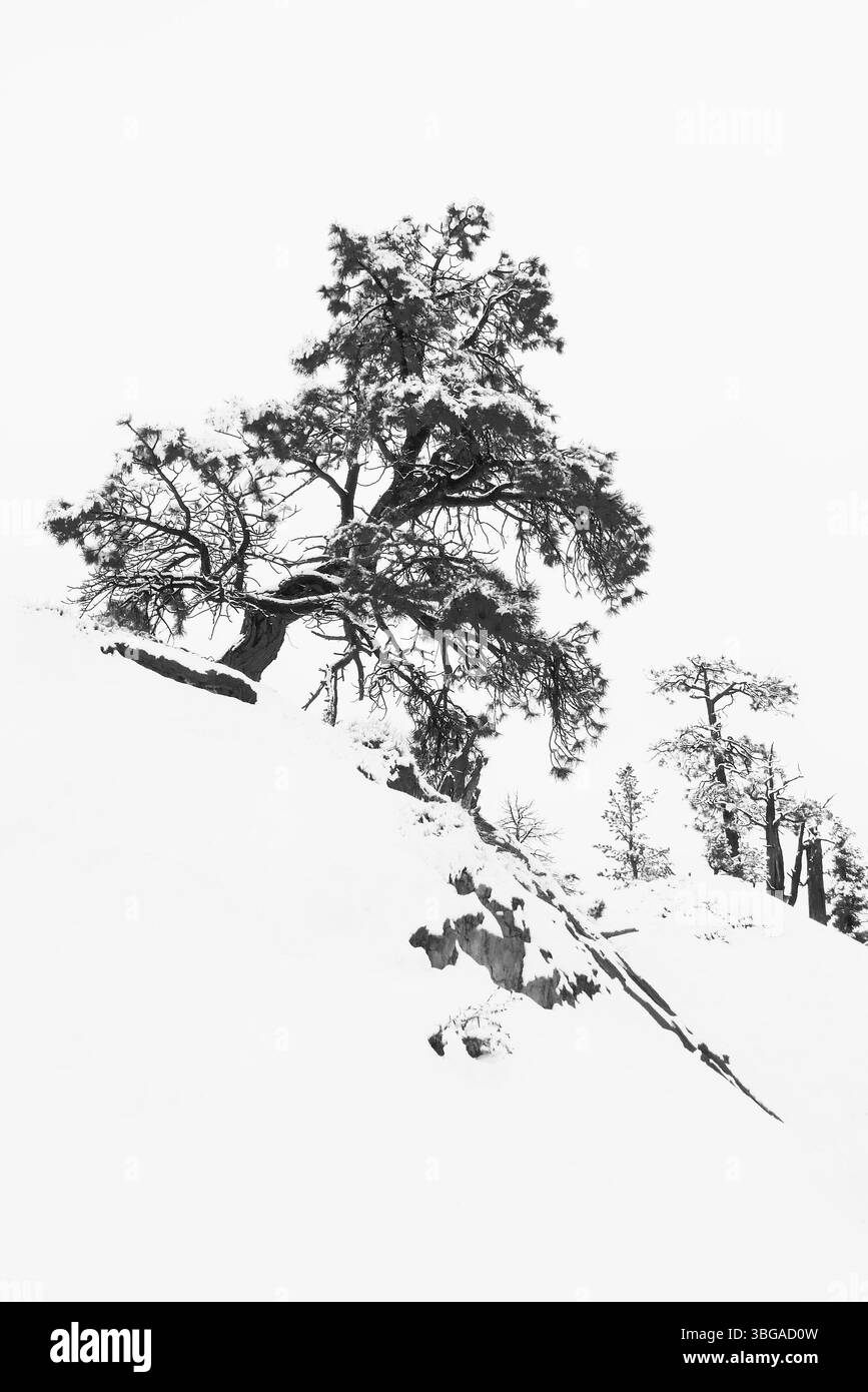 Giganteschi anfiteatri naturali lungo il lato orientale dell'altopiano di Paunsaugunt. Pionieri mormoni negli anni '1850 e prende il nome da Ebenezer Bryce Foto Stock