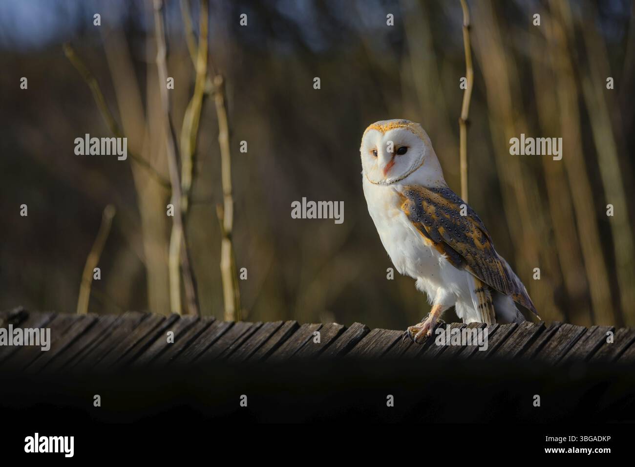 Il gufo del fienile, Tyto alba, seduto su un tetto di legno Foto Stock