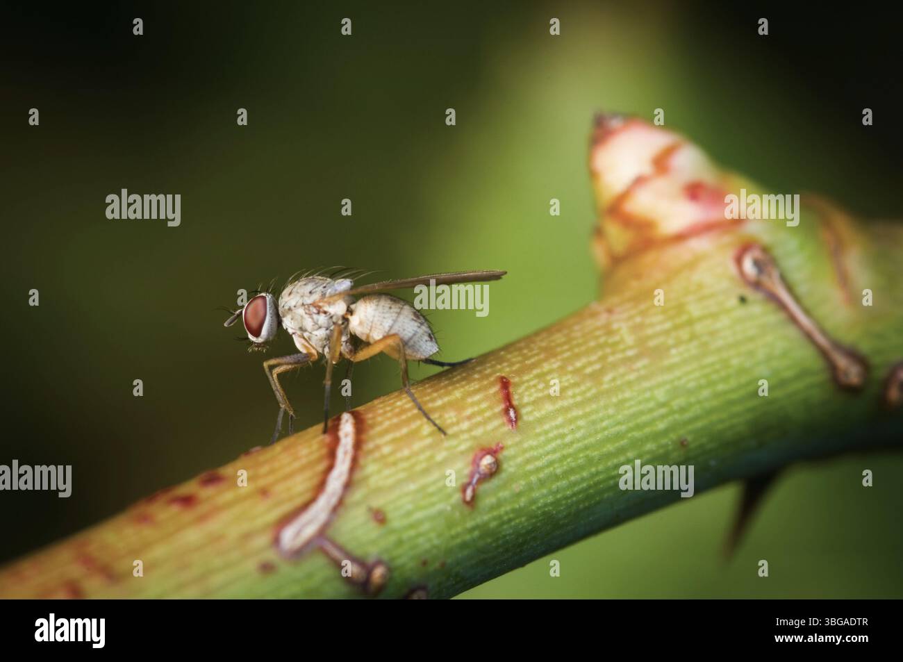 Primo piano completo di una mosca di frutta ovipara (Drosophila melanogaster) in vista laterale seduta su un ramoscello con un germoglio e pulendone le gambe anteriori Foto Stock