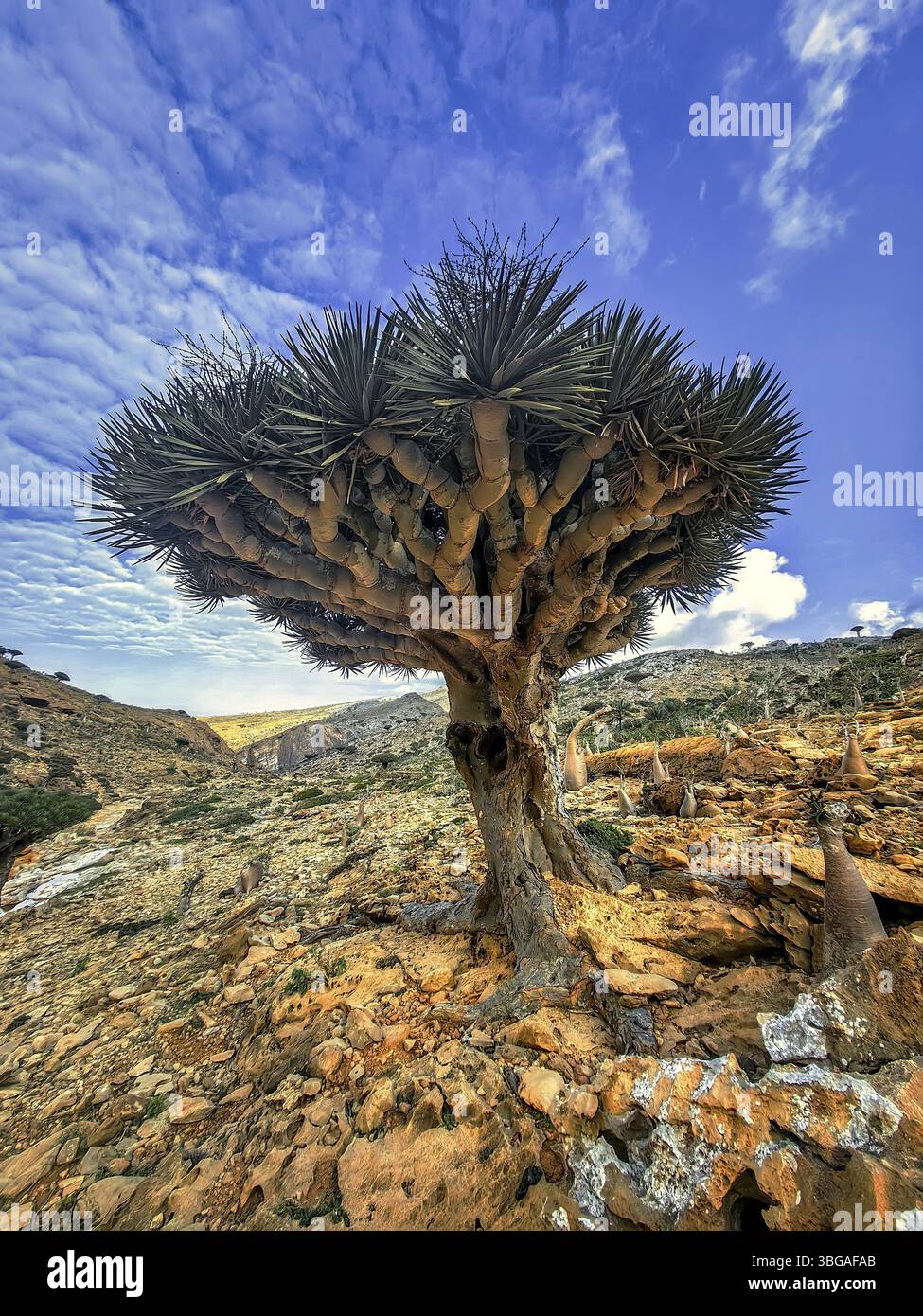 Piante endemiche Dracaena cinnabari in riva al mare su una roccia Foto Stock