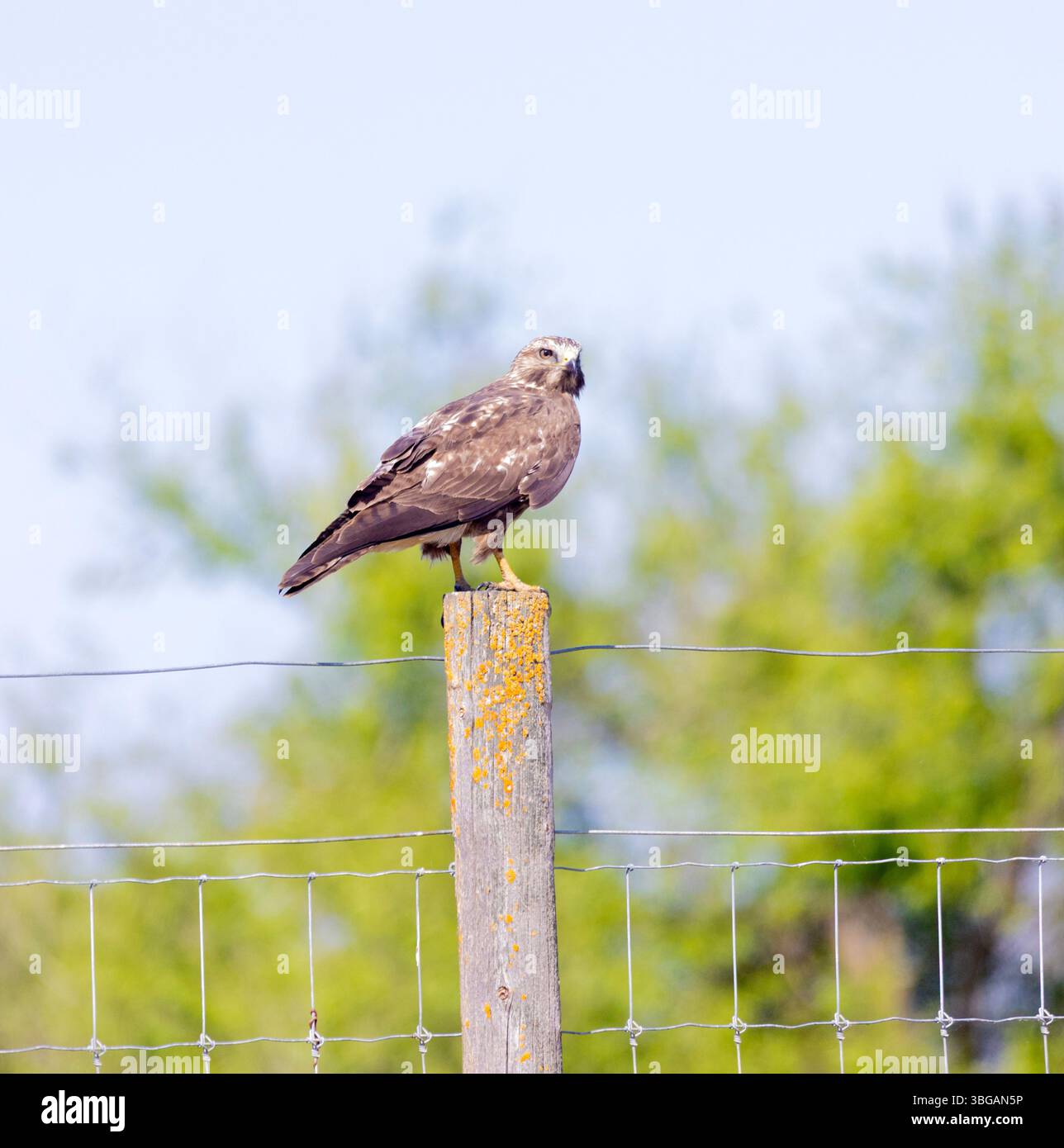 Swainson's Hawk appollaiato su Fence Post Foto Stock