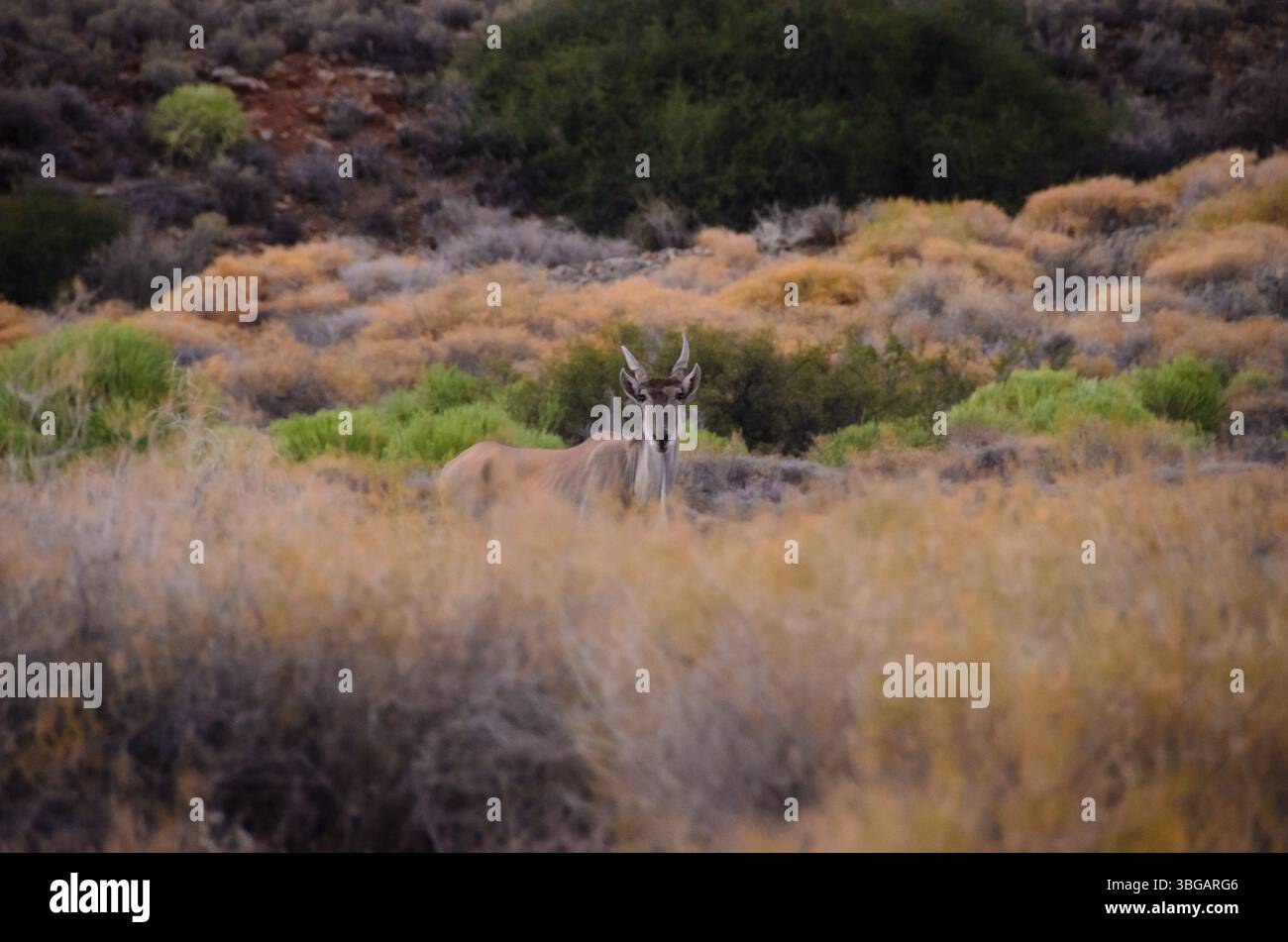 Eland, (aurotragus oryx), curiosando nel Parco Nazionale di Tankwa Karoo. Foto Stock