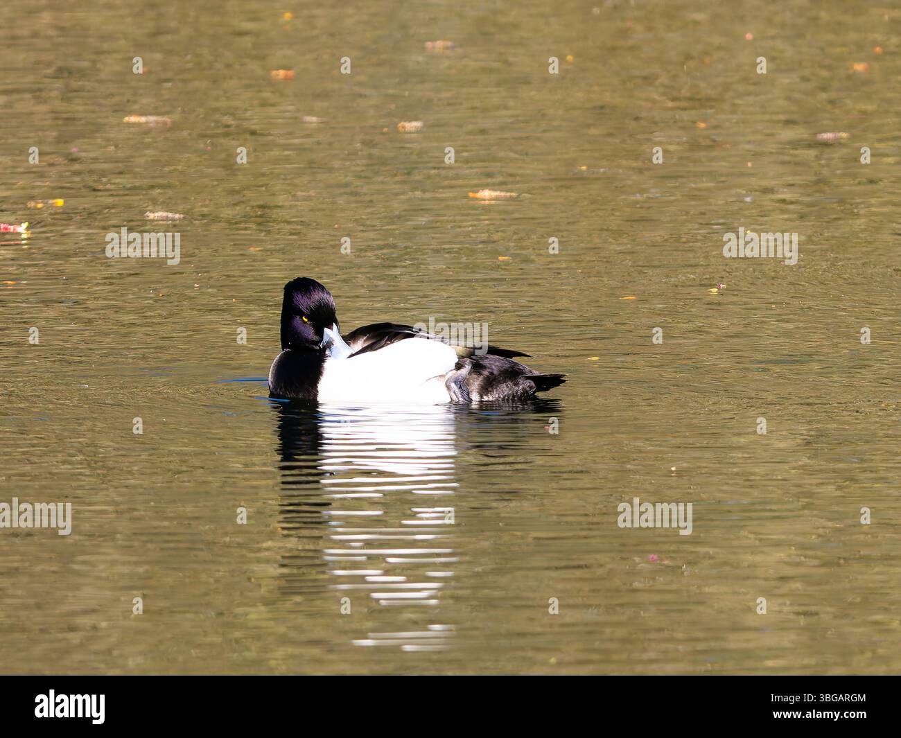 Anatra tufted maschile o frutteto tufted, Aythya fuligula, che nuota su un lago. Foto Stock