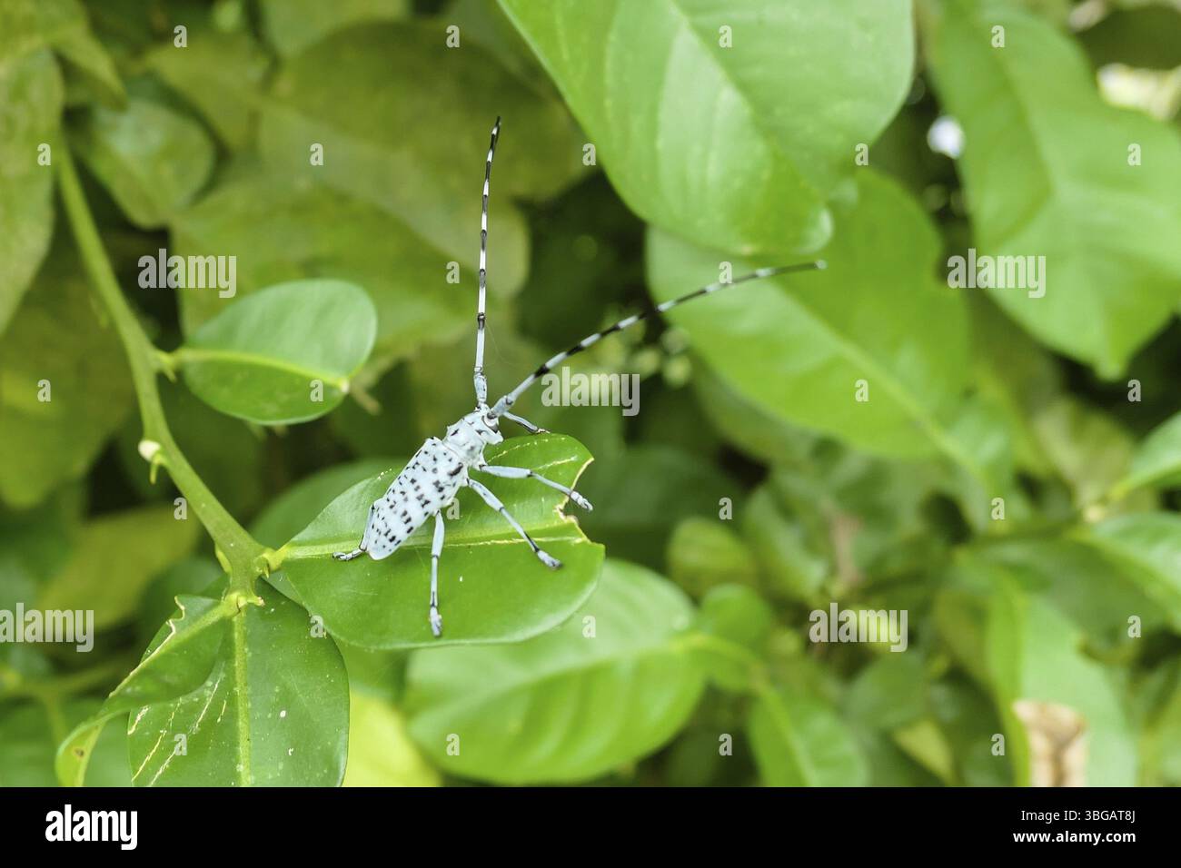 Tipico paesaggio vietnamita in primavera a Ba Be Lake con cascata Tat ma Foto Stock