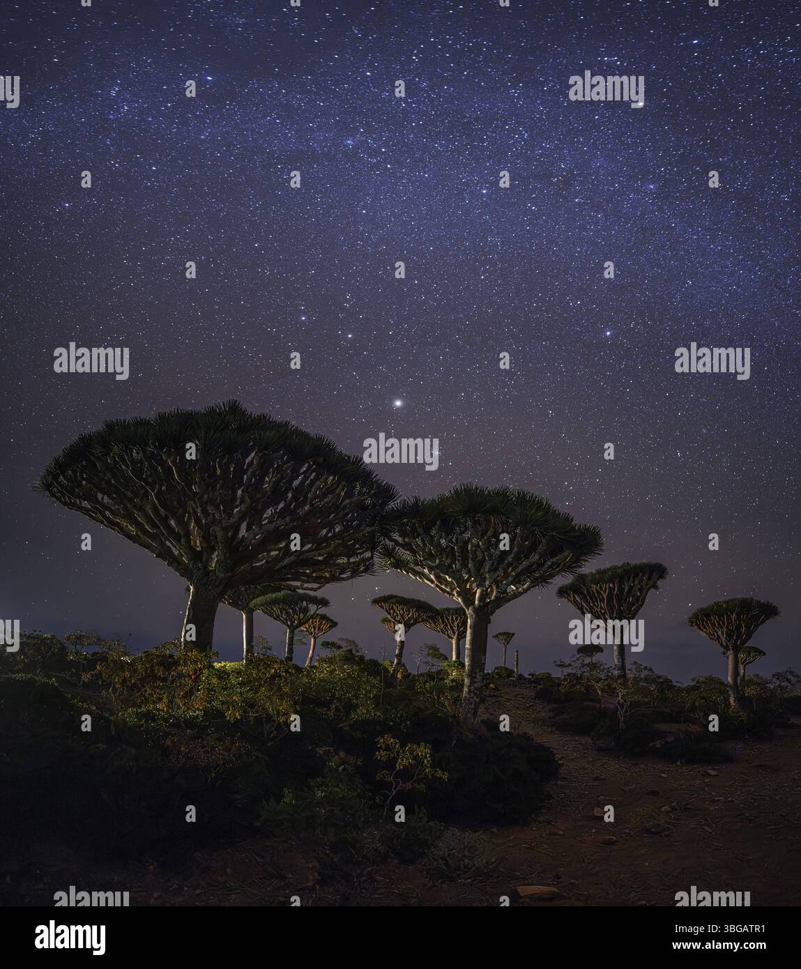 Altopiano della foresta di Firmihn sull'isola di Socotra, Yemen, di notte Foto Stock