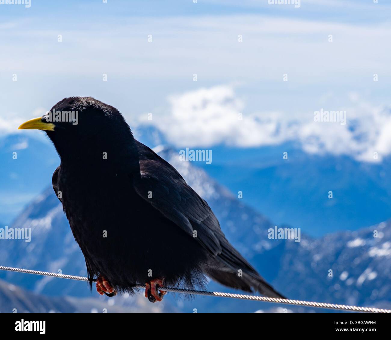 Alpine Chough arroccato sul filo a Zugspitze con sfondo alpino innevato Foto Stock