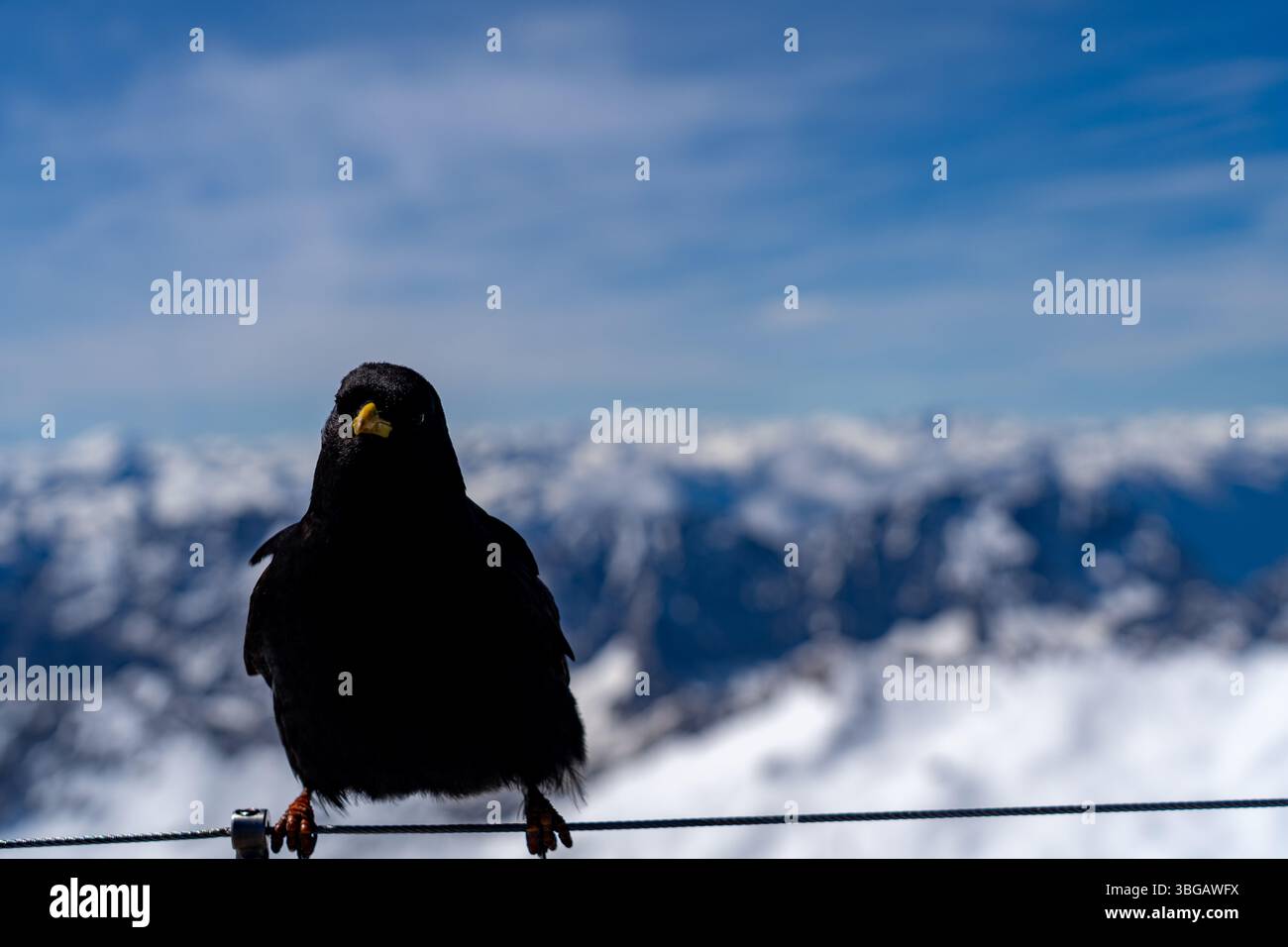 Alpine Chough arroccato sul filo a Zugspitze con sfondo alpino innevato Foto Stock