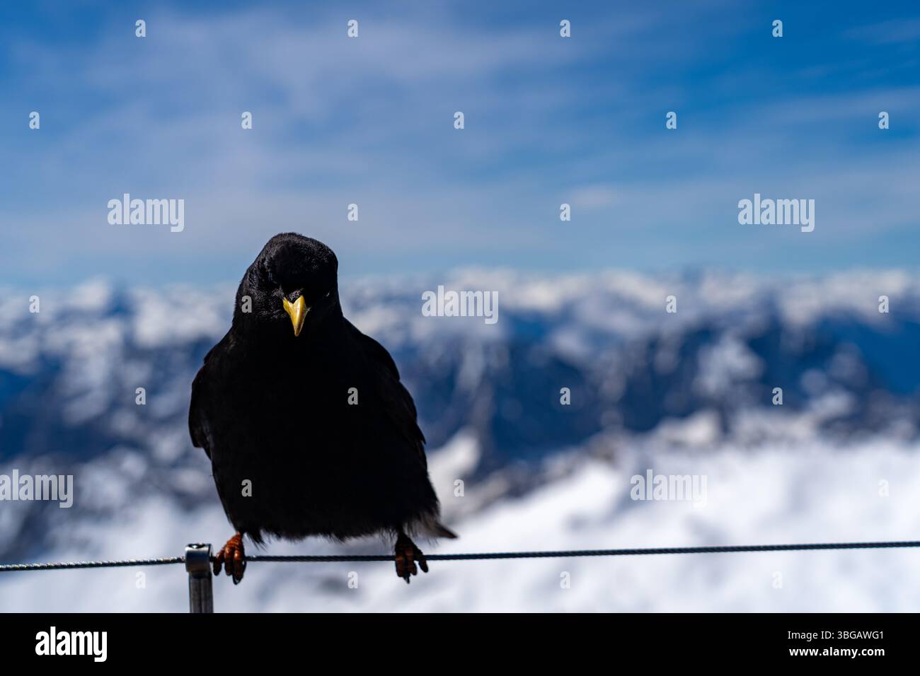 Alpine Chough arroccato sul filo a Zugspitze con sfondo alpino innevato Foto Stock