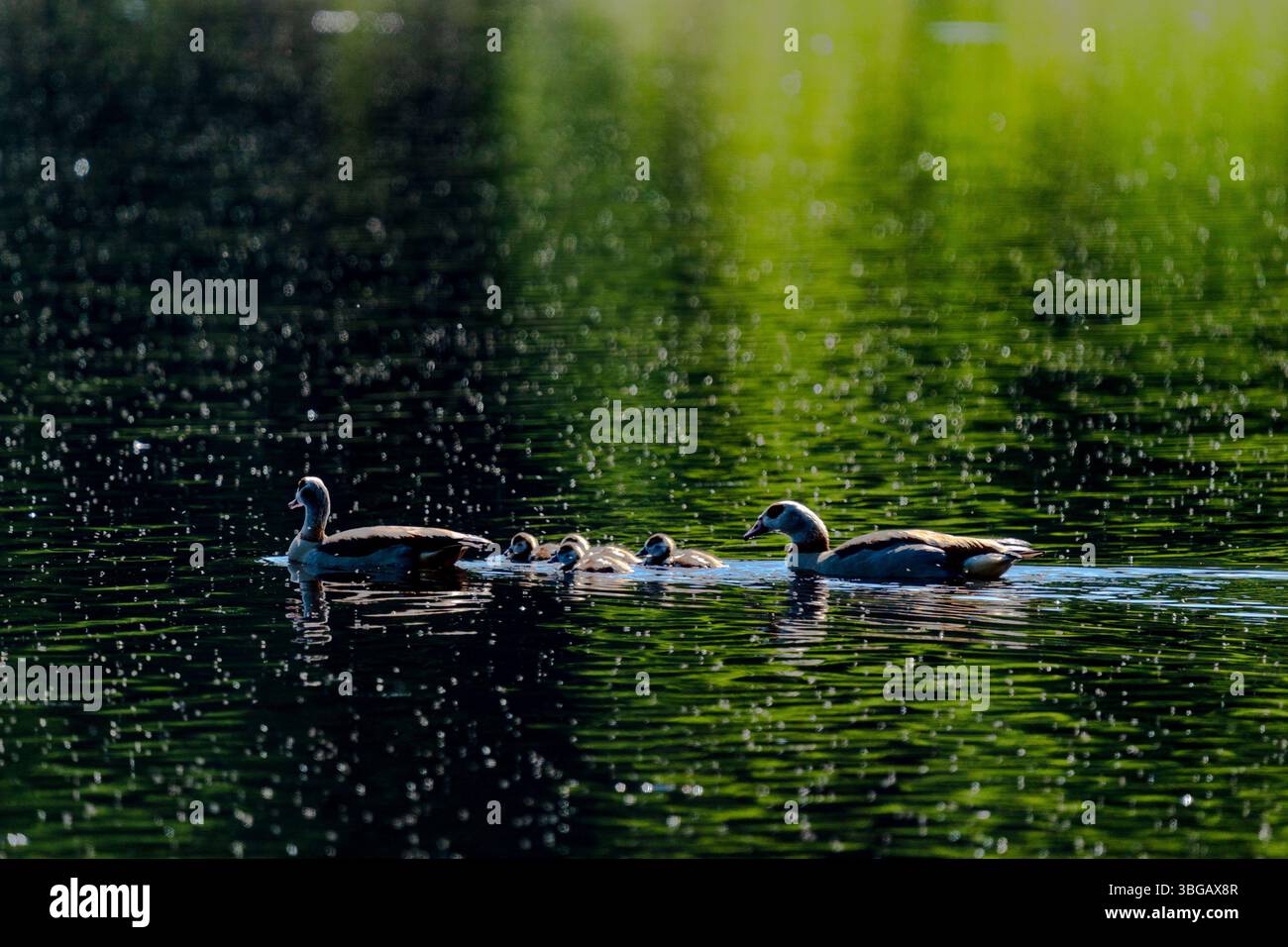 La famiglia egiziana dell'oca nuota a Schwenninger Moos Foto Stock