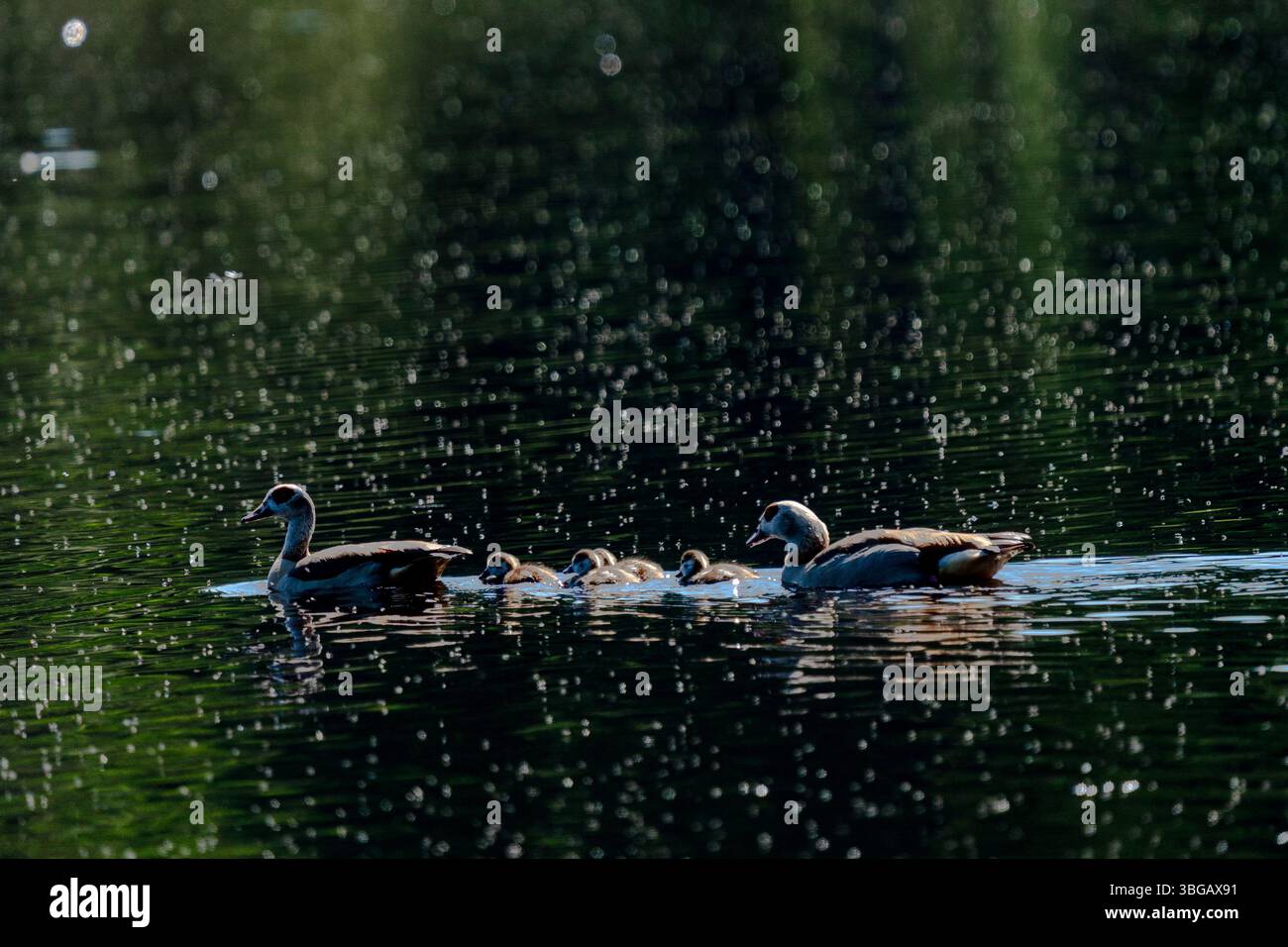 La famiglia egiziana dell'oca nuota a Schwenninger Moos Foto Stock
