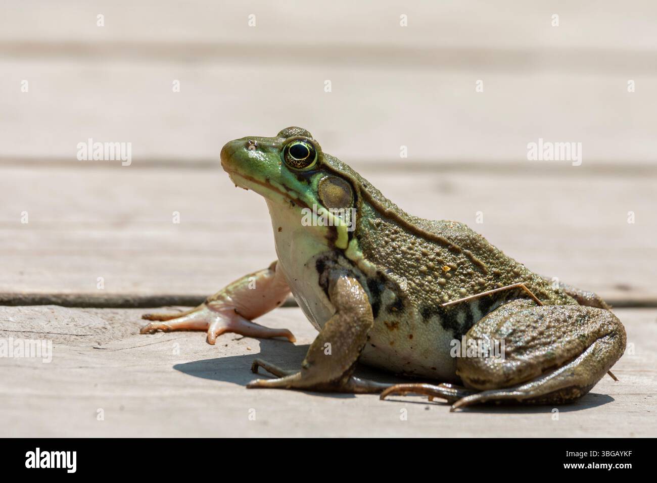 Detroit, Michigan - un bullfrog americano (Lithobates catesbeianus) su una passerella nel Belle Isle State Park. Foto Stock