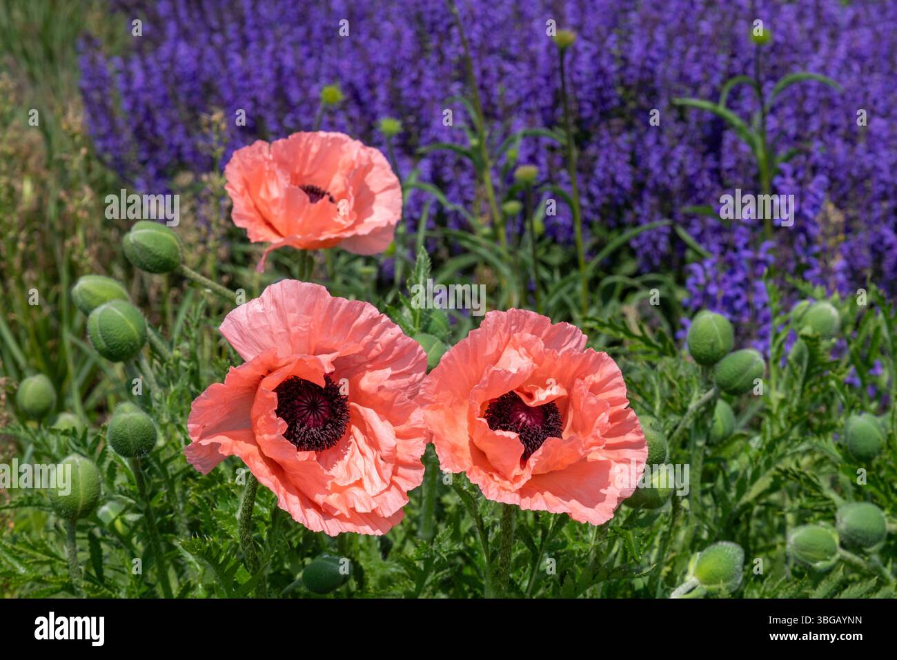 Detroit, Michigan - i fiori primaverili fioriscono in un giardino pubblico di 4,2 milioni di dollari, di 2,6 acri, progettato da Piet Oudolf, noto designer olandese di giardini. Foto Stock