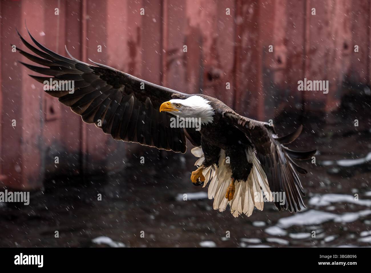 Descrizione: Un'aquila calva dall'aspetto temibile in una zona portuale piovosa si prepara all'atterraggio. Foto Stock