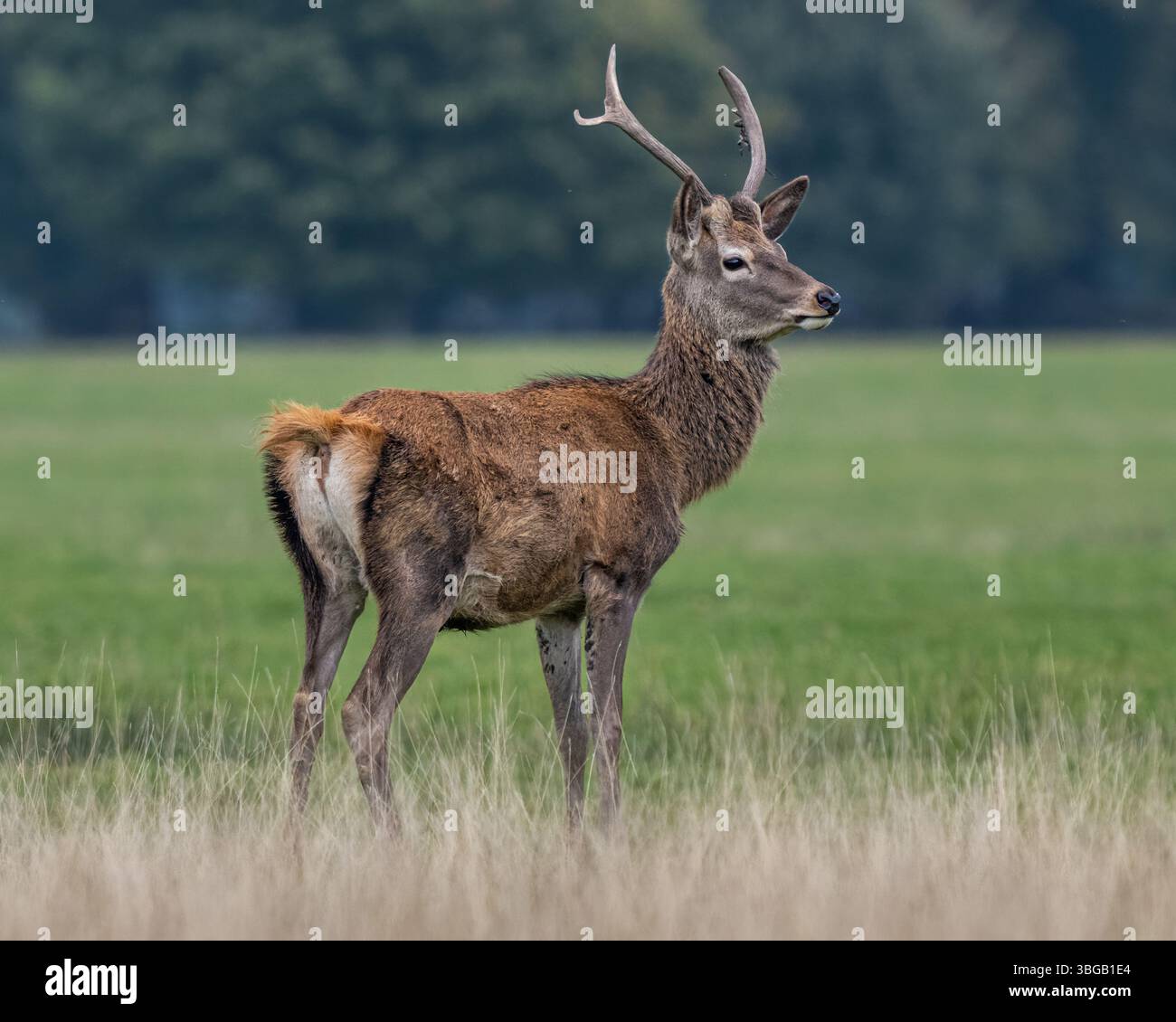 Red Deer Young Stag Foto Stock