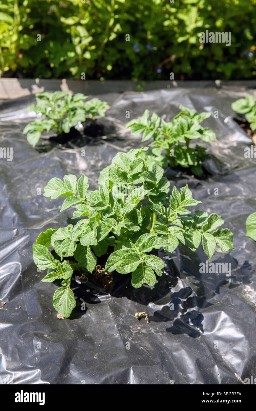 piante di patate sotto plastica nera Foto Stock