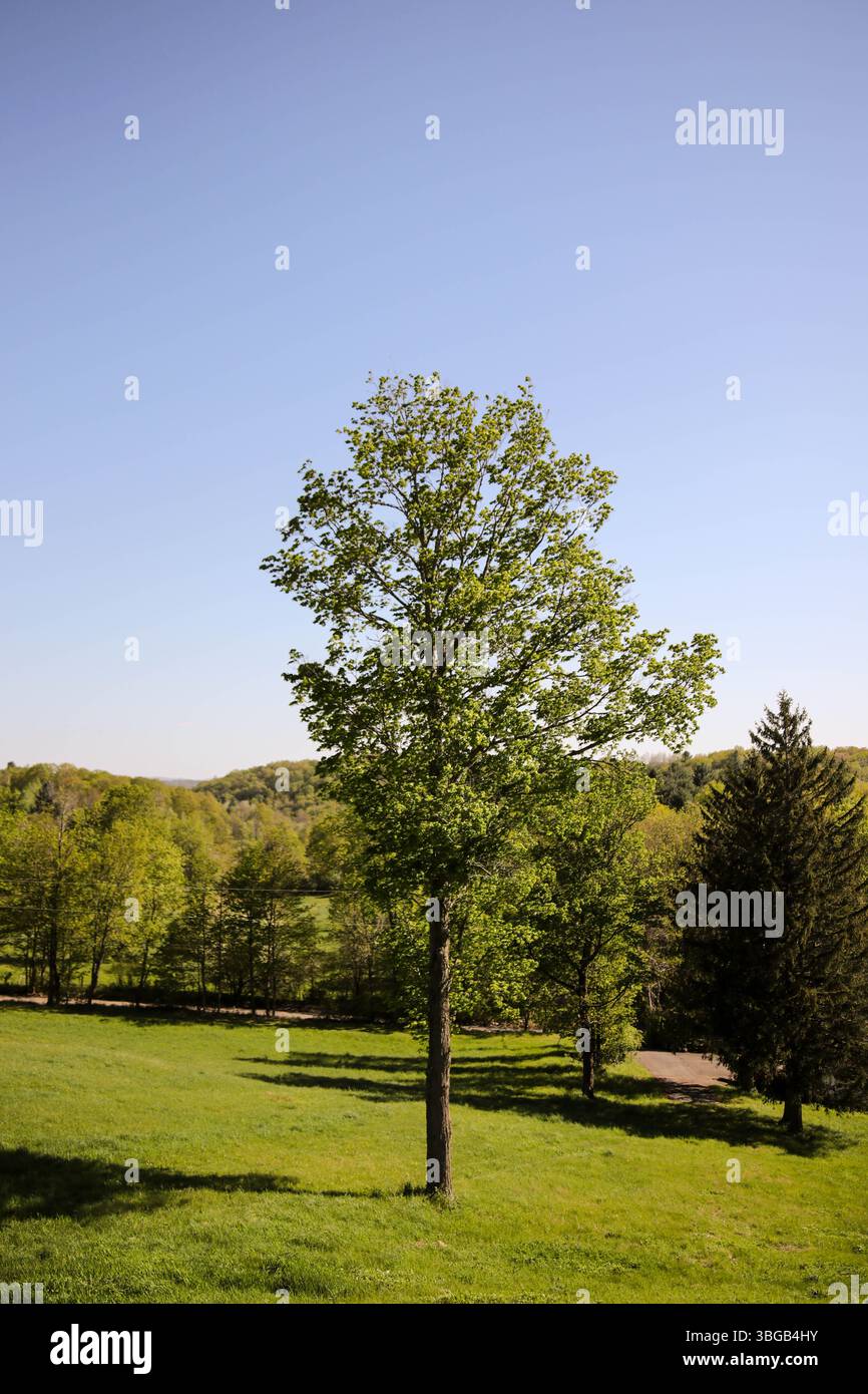 Lone Tree in Verdant Field in un Sunny Spring Day Foto Stock