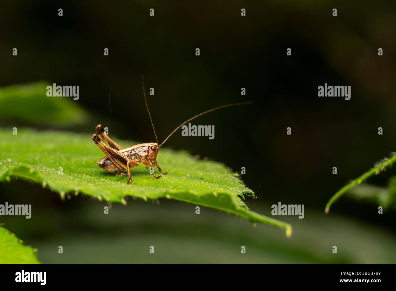 Cespuglio scuro (Pholidoptera griseoaptera) arroccato su foglia verde, primo piano, Yonne, Francia. Foto Stock