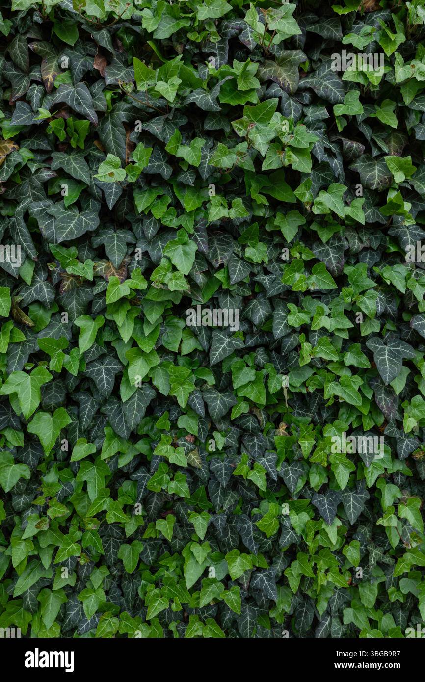 Pianta di edera che ricopre una parete esterna con fogliame fresco e denso, offre uno sfondo a trama verde full-frame ideale per il design ecologico e l'energia verde Foto Stock