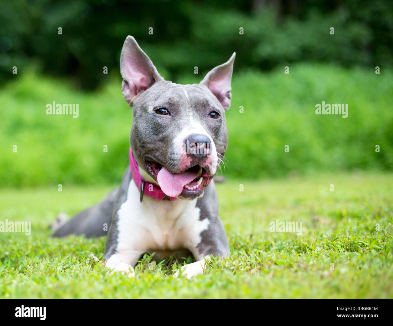 Un cane di razza mista Pit Bull Terrier grigio e bianco sdraiato e pantato Foto Stock