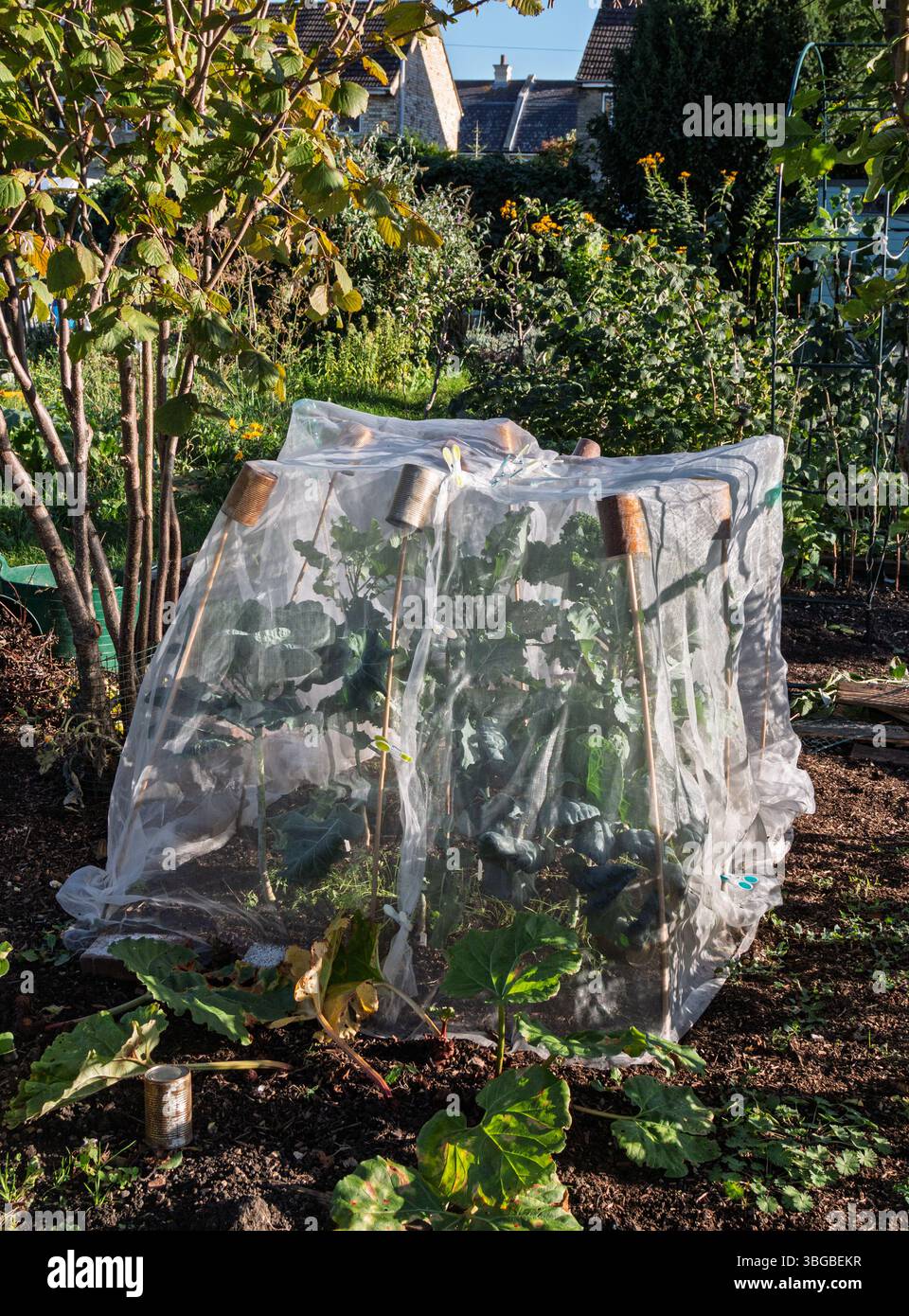 Brassicas che crescono in una gabbia netta di brassica in un riparto. Autunno, Inghilterra, Regno Unito Foto Stock