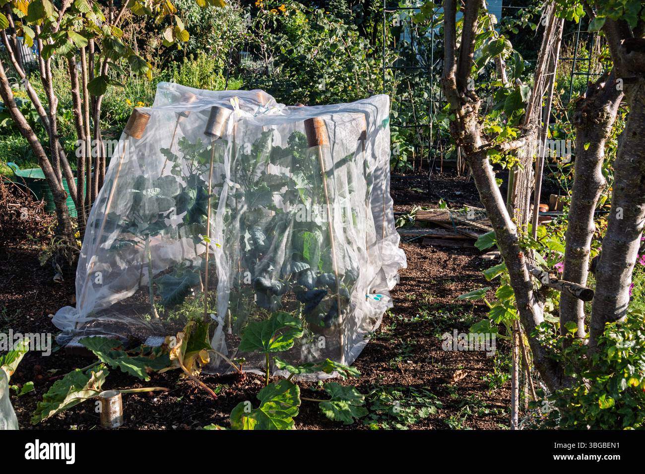 Brassicas che crescono in una gabbia netta di brassica in un riparto. Autunno, Inghilterra, Regno Unito Foto Stock