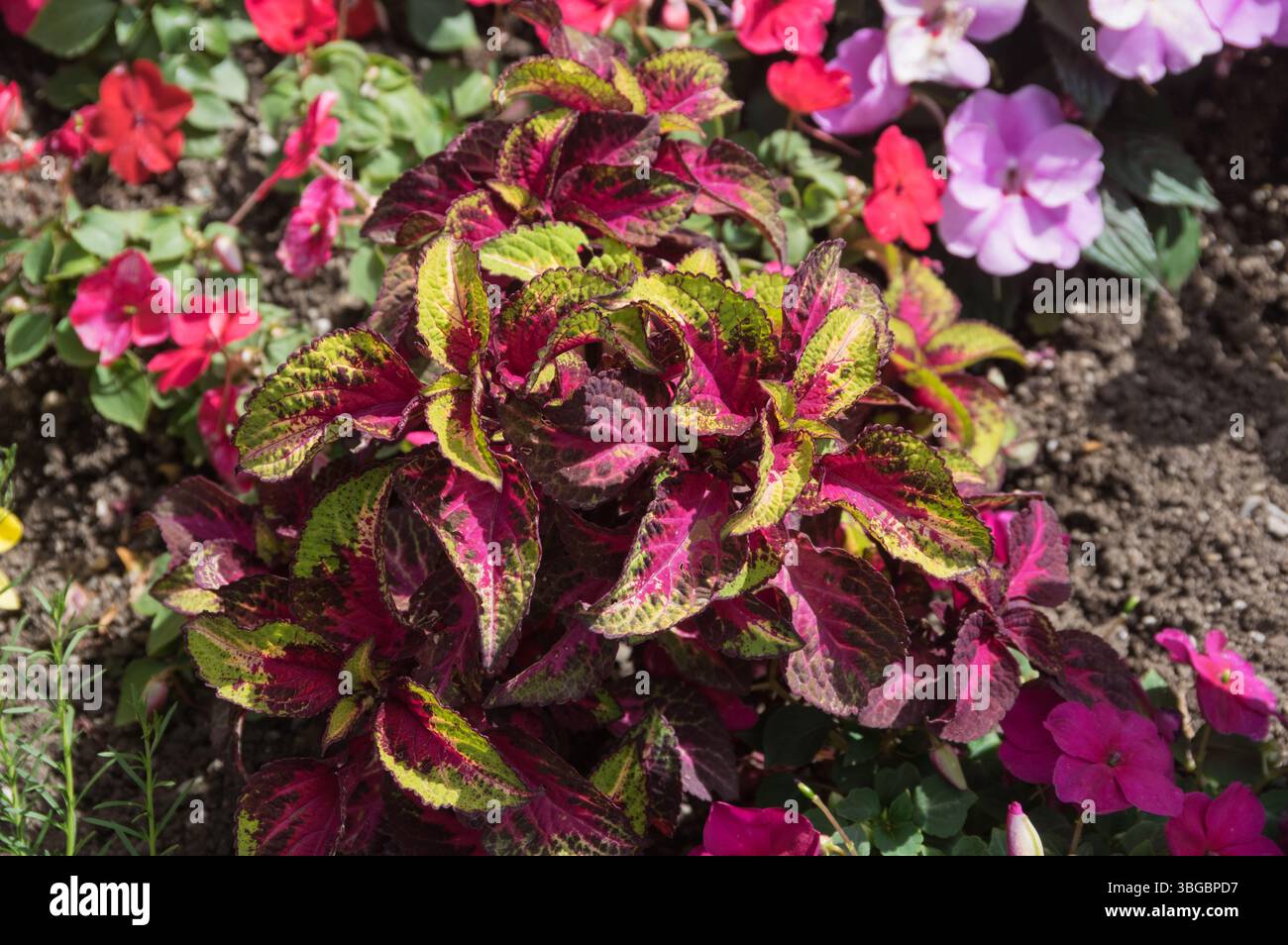colorato fogliame di coleus in un giardino fiorito Foto Stock
