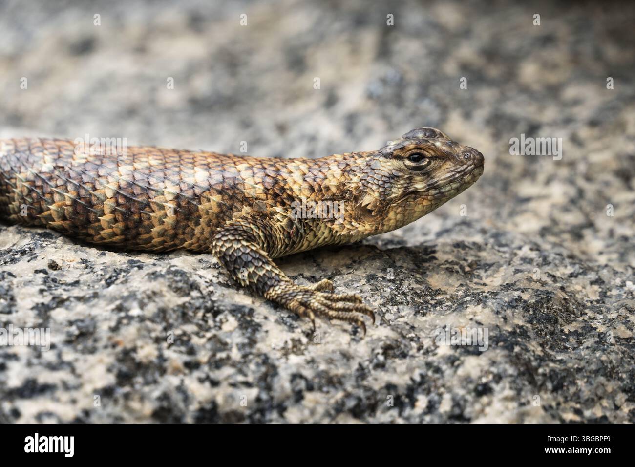 Lucertola spinosa di granito femminile o metà anteriore di Sceloporus orcutti su una roccia di granito nel sud della california Foto Stock