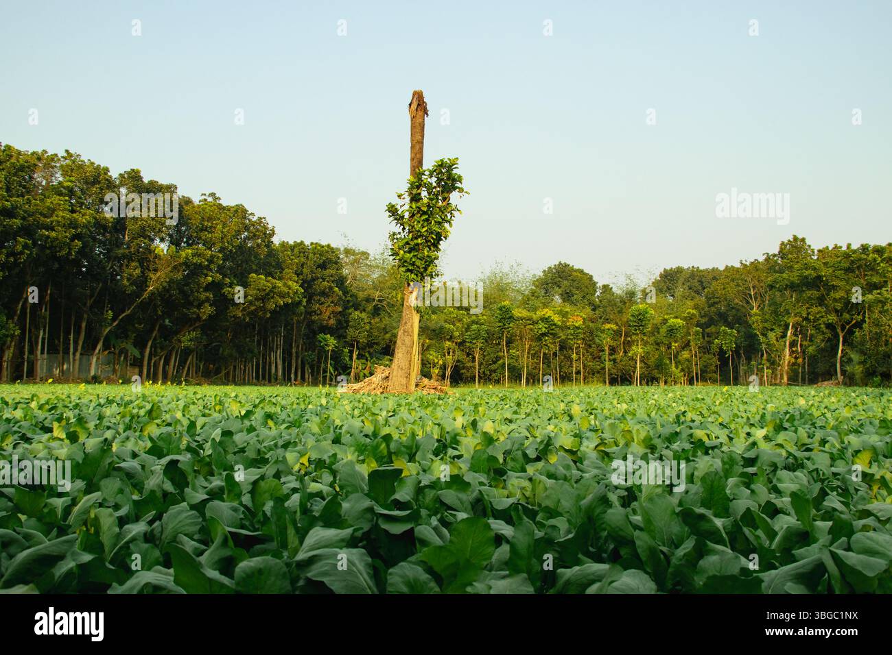Campo agricolo densamente ricoperto di piante a foglia verde chiaro e fresche, possibilmente lattuga, cavolo Napa o verdure senape. L'uniforme, a foglia larga Foto Stock