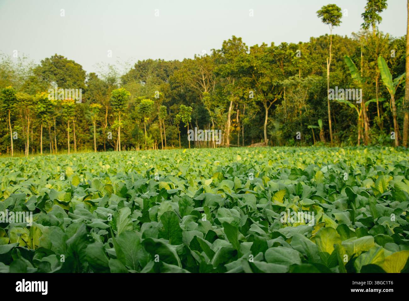 Campo verde riempito con un basso raccolto a vogolo, probabilmente un tipo di vegetale a foglia o foraggio. Le piante hanno ampie foglie verdi chiare, che suggeriscono un sano Foto Stock