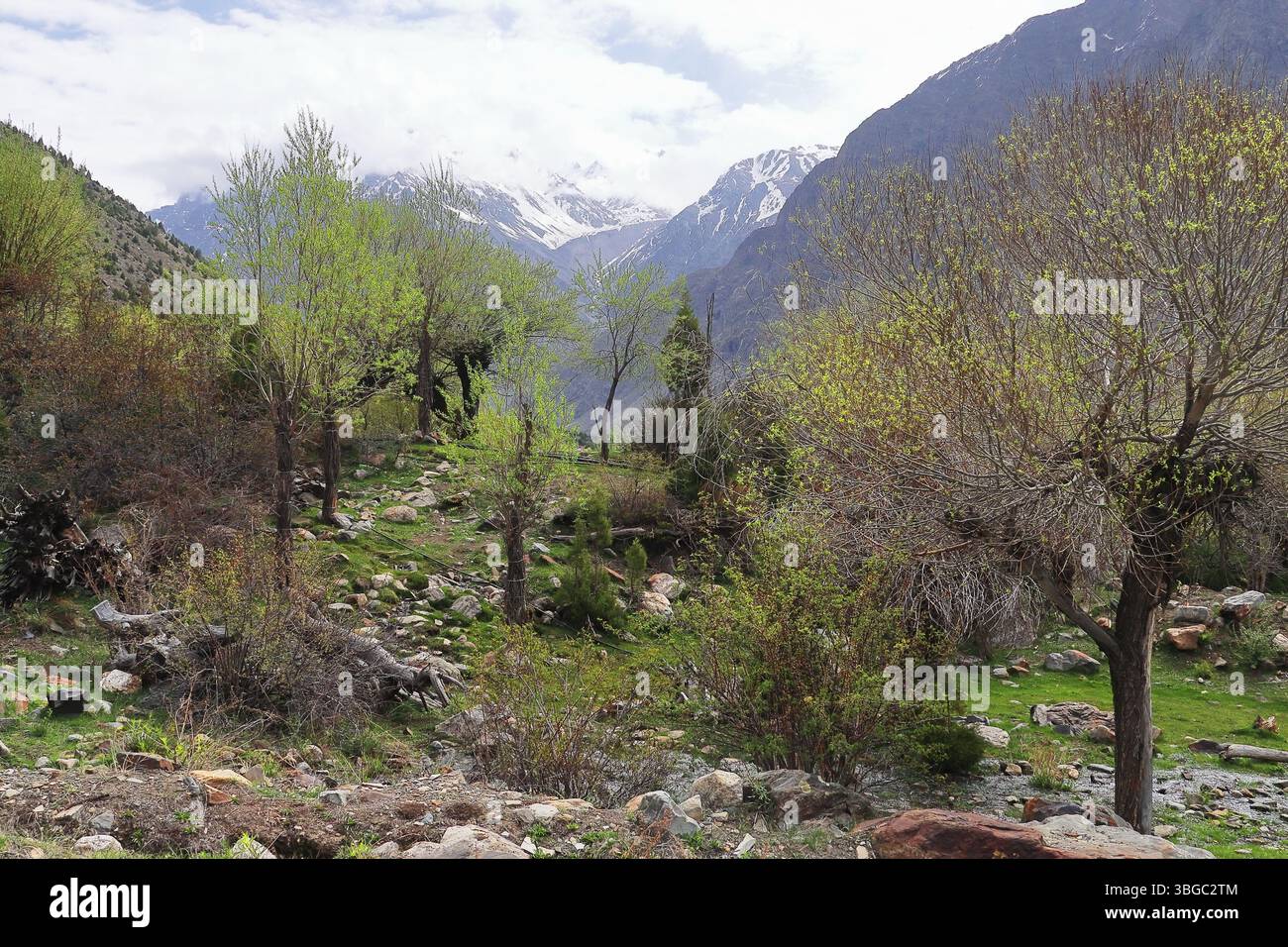 natura selvaggia della valle del lahaul, vista panoramica delle montagne innevate dell'himalaya e della foresta di montagna, lahaul e spiti, himachal pradesh, india Foto Stock