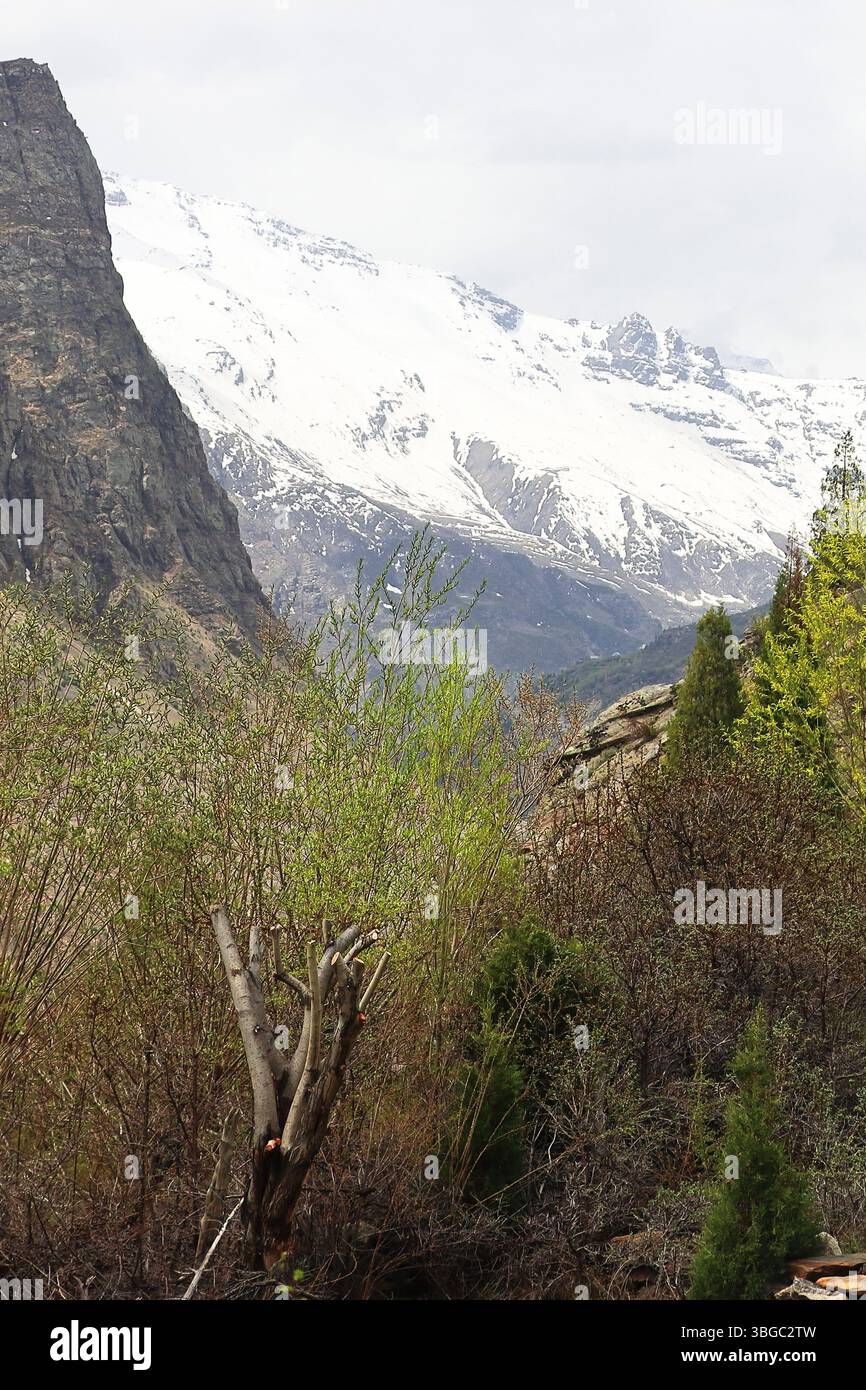 natura selvaggia della valle del lahaul, vista panoramica delle montagne innevate dell'himalaya e della foresta di montagna, lahaul e spiti, himachal pradesh, india Foto Stock