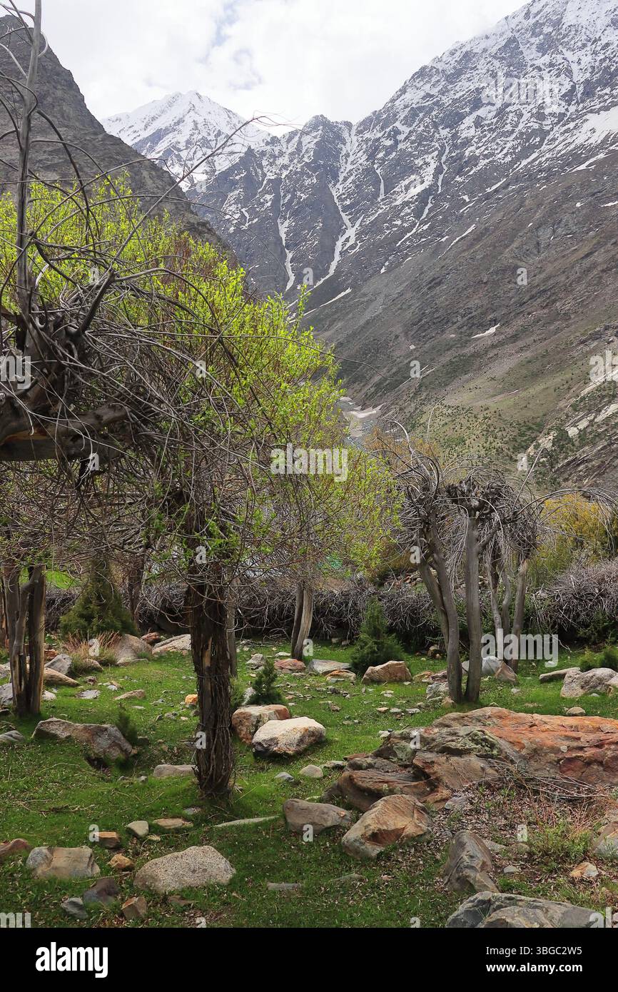 natura selvaggia della valle del lahaul, vista panoramica delle montagne innevate dell'himalaya e della foresta di montagna, lahaul e spiti, himachal pradesh, india Foto Stock