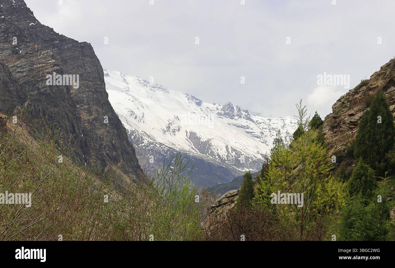 natura selvaggia della valle del lahaul, vista panoramica delle montagne innevate dell'himalaya e della foresta di montagna, lahaul e spiti, himachal pradesh, india Foto Stock