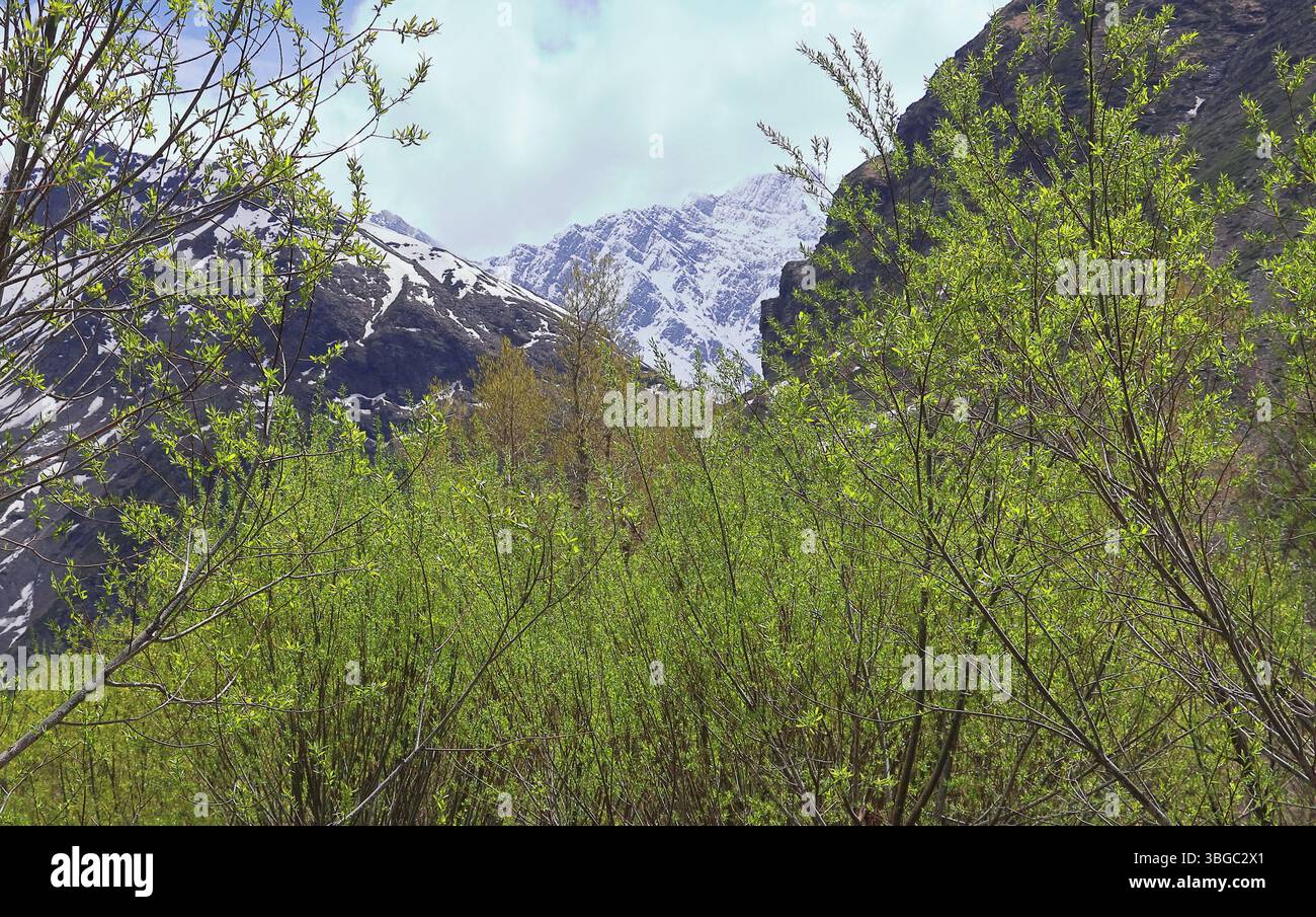 natura selvaggia della valle del lahaul, vista panoramica delle montagne innevate dell'himalaya e della foresta di montagna, lahaul e spiti, himachal pradesh, india Foto Stock