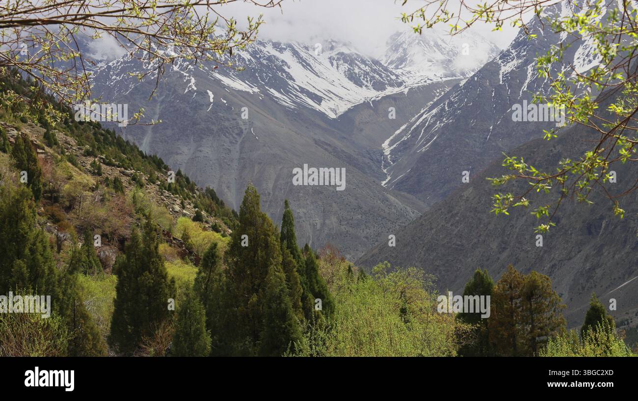 natura selvaggia della valle del lahaul, vista panoramica delle montagne innevate dell'himalaya e della foresta di montagna, lahaul e spiti, himachal pradesh, india Foto Stock