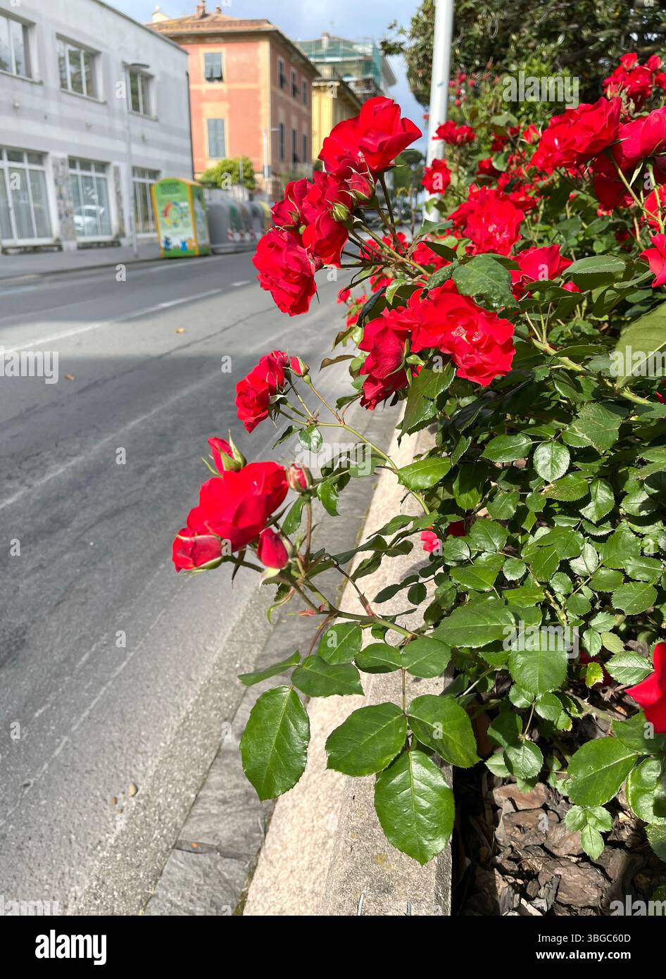 Fiori di rosa rossa vicino alla strada. La vecchia strada della città italiana. Edificio tradizionale. Giorno di sole primaverile. Natura e stagioni. Sfondo per la progettazione. Foto Stock
