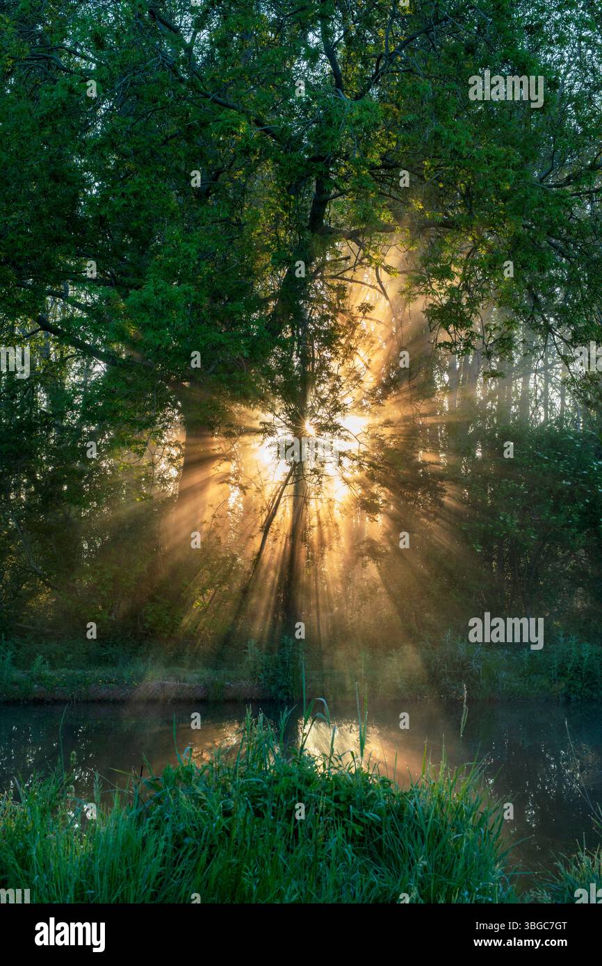 Il sole della mattina presto si diffonde attraverso nebbie e alberi lungo il canale di Oxford. Banbury, Oxfordshire, Inghilterra Foto Stock