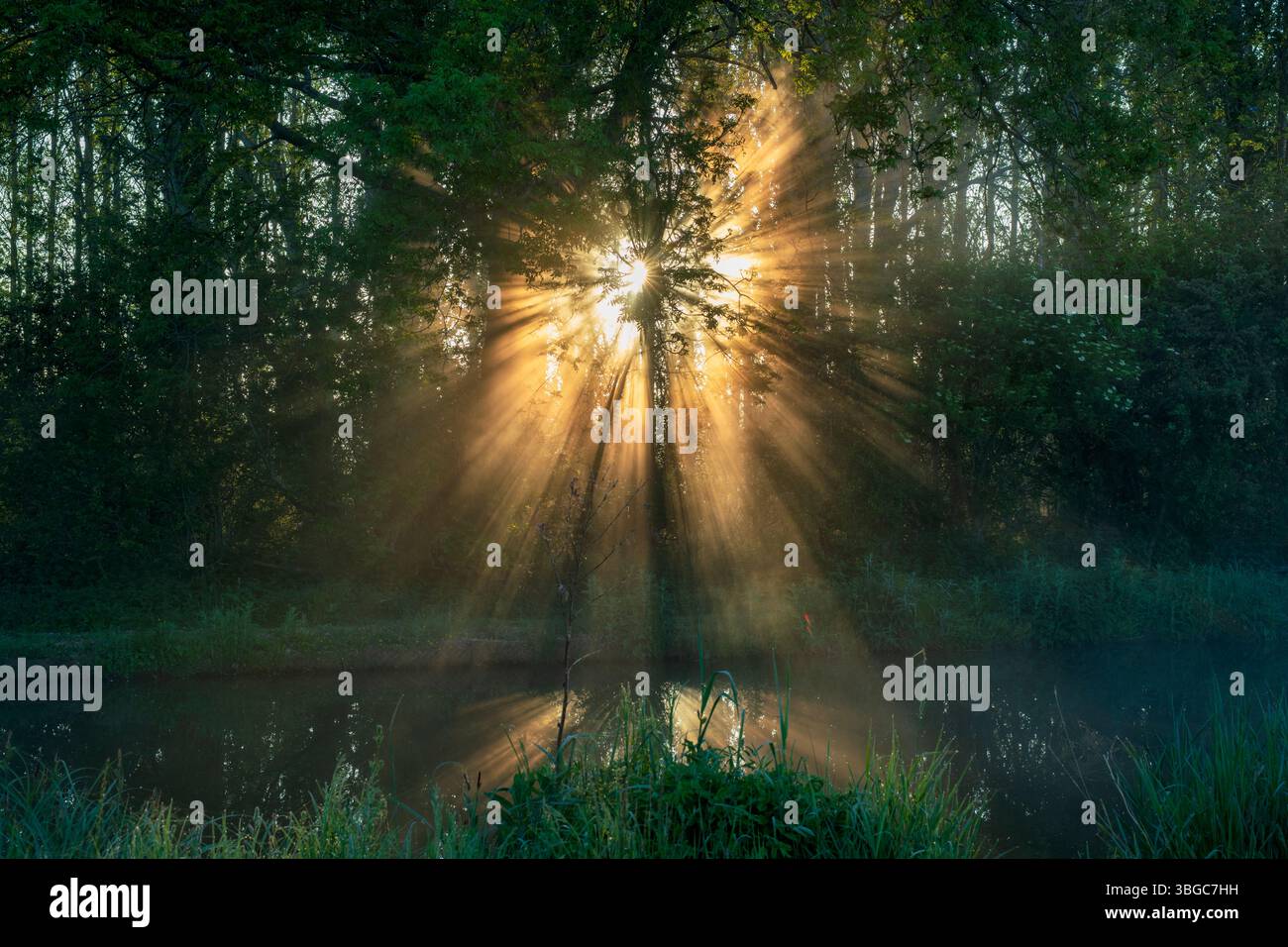 Il sole della mattina presto si diffonde attraverso nebbie e alberi lungo il canale di Oxford. Banbury, Oxfordshire, Inghilterra Foto Stock