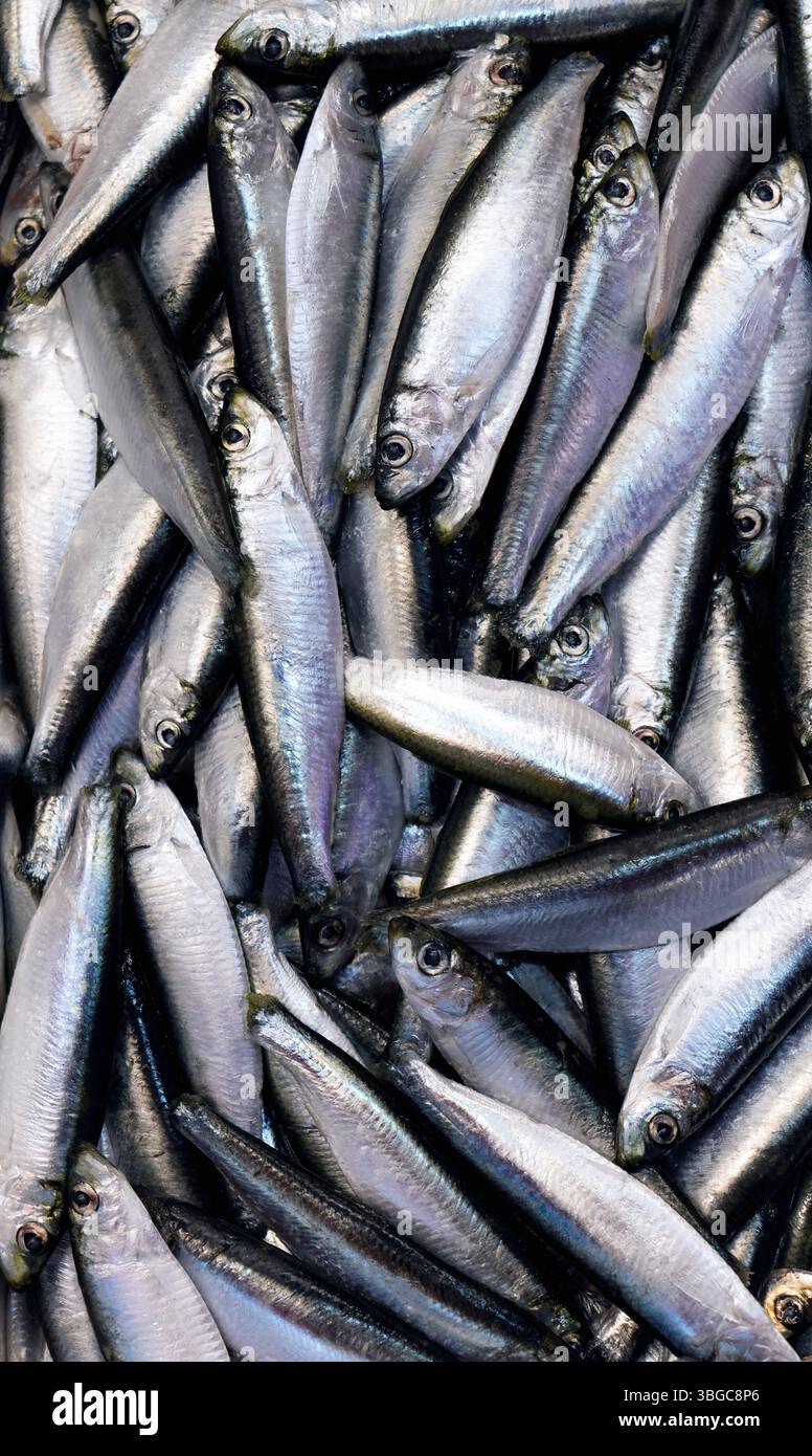 Cibo tradizionale a base di pesce sardina: Mostra di pesce pescato al mercato del pescivendolo. Quando cotte, le sardine hanno molti benefici nutrizionali. Foto Stock