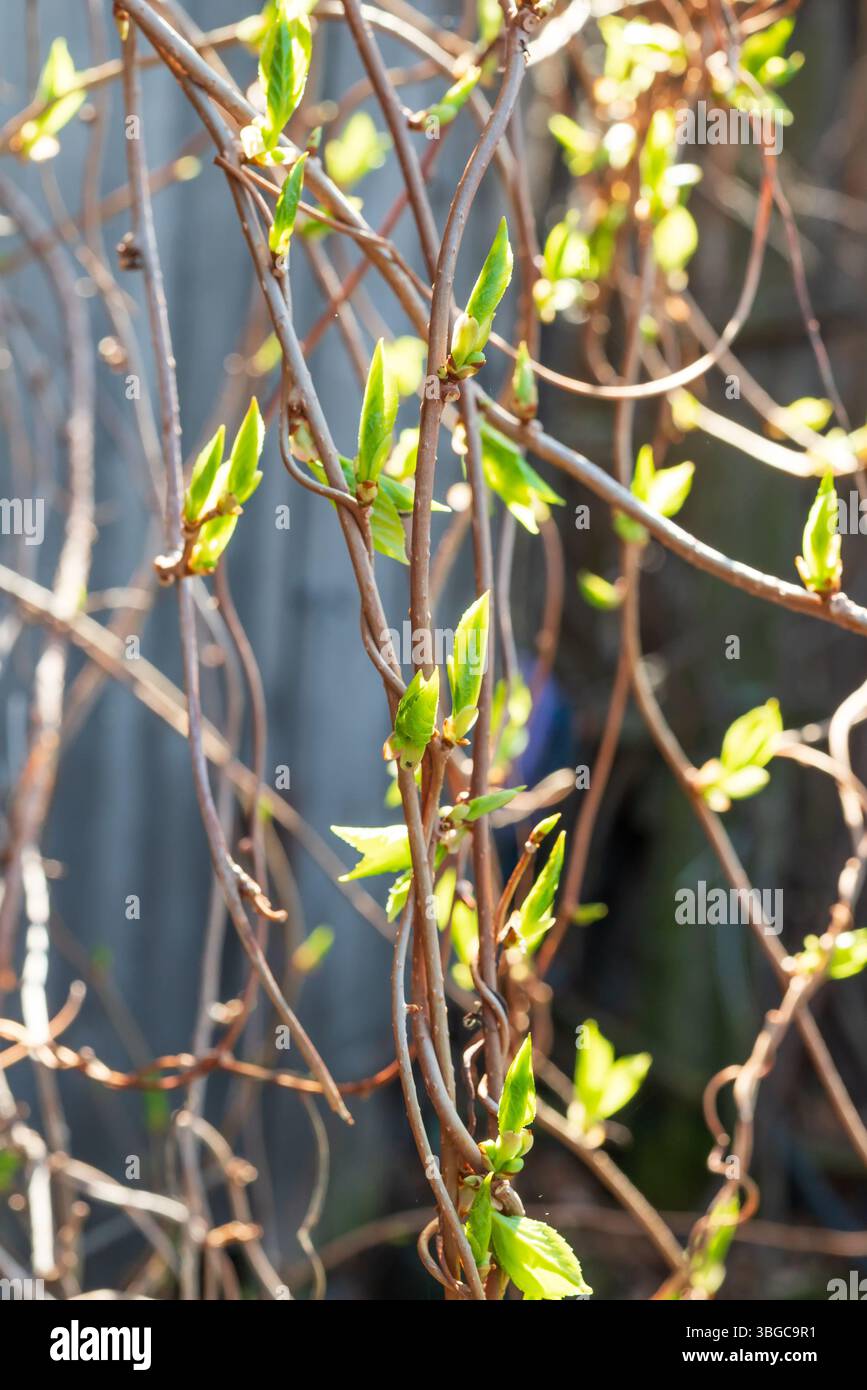 Citronella cinese. Rami con foglie verdi di citronella in primavera. Il concetto di piante medicinali. Foto Stock