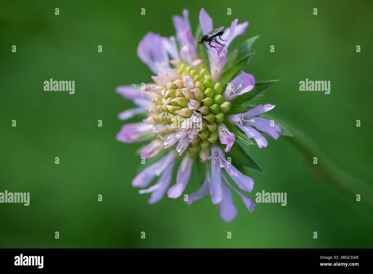 Immagine macro dettagliata di una mosca impollinatrice appollaiata su una fiorente testa di fiori viola con petali radiali, che simboleggiano la flora primaverile, l'interazione tra insetti, un Foto Stock