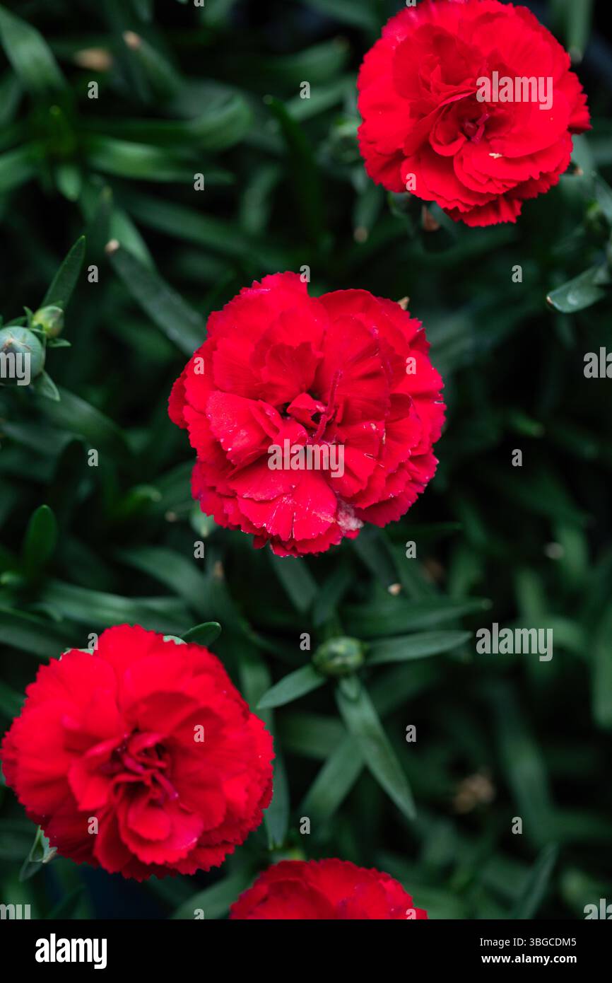 Garofani rossi in fiore contro foglie verdi profonde catturate alla luce del giorno, una potente rappresentazione visiva di gesti romantici e feste floreali Foto Stock