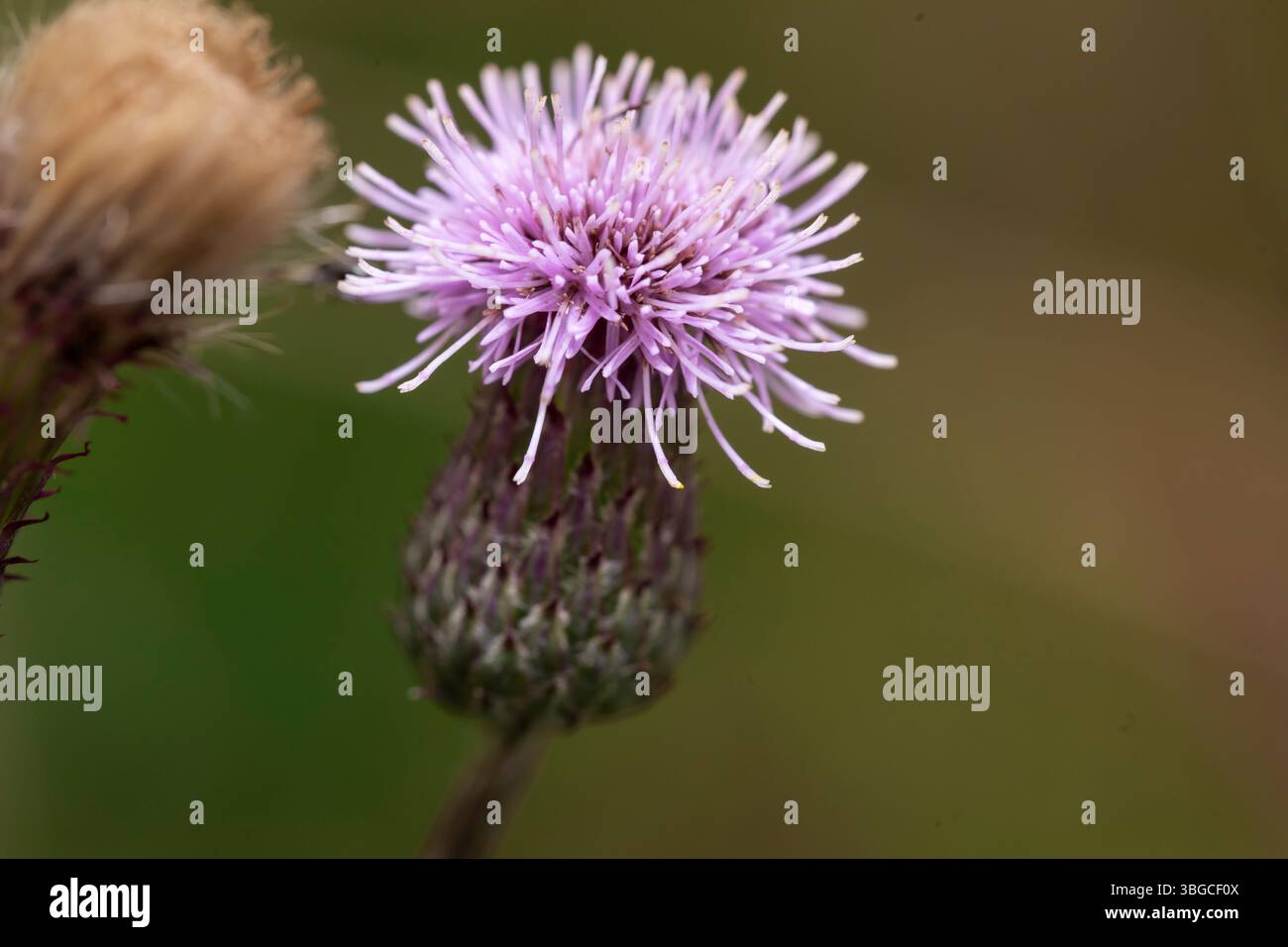 Immagine macro dei fiori spinosi del cardo con vibrante fiore viola su morbido sfondo marrone-verde, ideale per i concetti della flora selvatica e per la fotografia di campagna Foto Stock