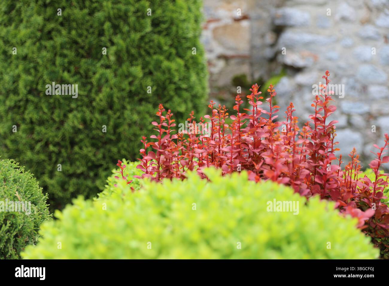 Cespuglio rosso brillante circondato da cespugli verdi e conifere in un giardino. Sfondo naturale per il design del paesaggio, il giardinaggio ed eco-tema Foto Stock