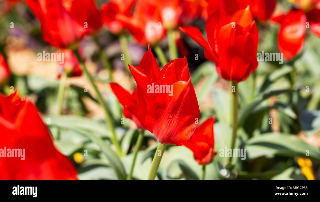 Un mazzo vibrante di splendidi tulipani rossi è fiorente e cresce in un grazioso giardino, che mostra la loro incredibile bellezza naturale Foto Stock