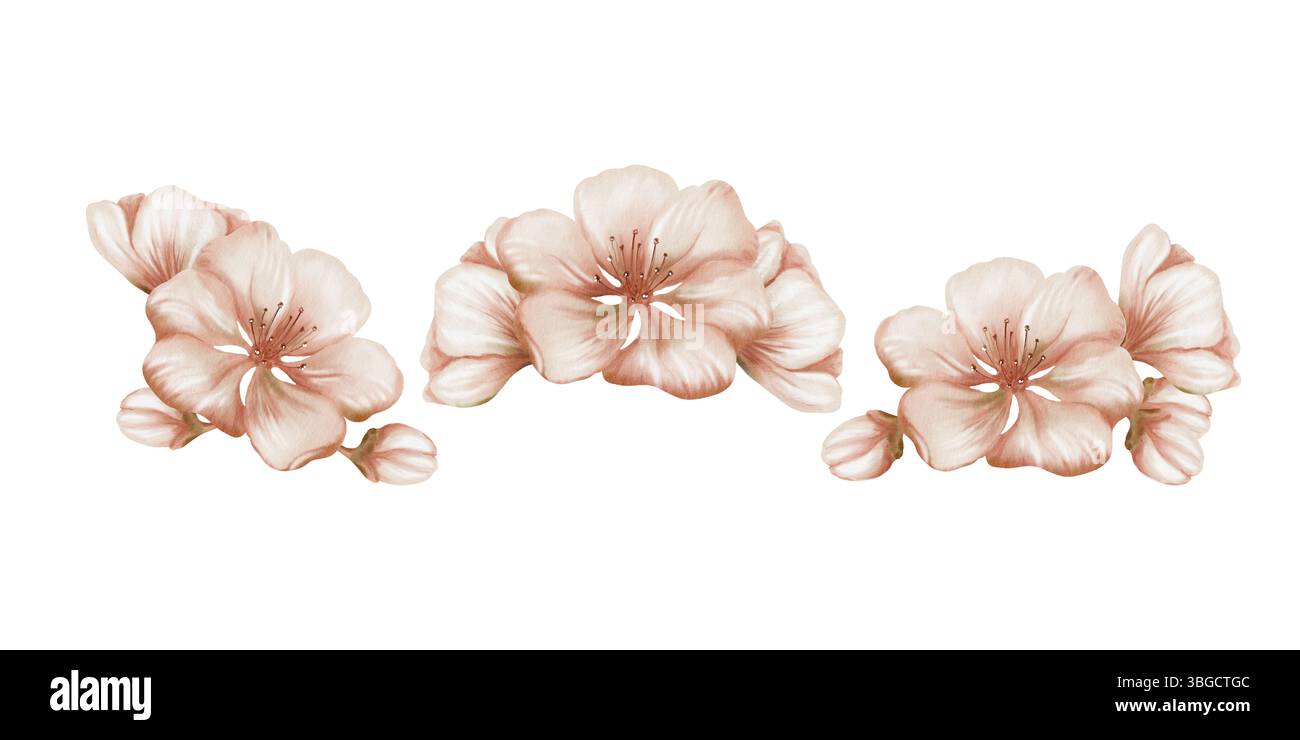 Fiori di ciliegio e le sue gemme in composizioni in acquerello disegnato a mano per la decorazione di beni e servizi Foto Stock