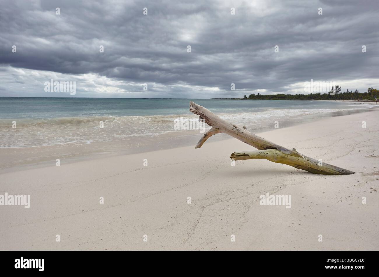 Driftwood si trova sulla spiaggia sabbiosa di xpu-ha nella riviera maya del messico, con nuvole tempestose che incombono sopra la testa Foto Stock