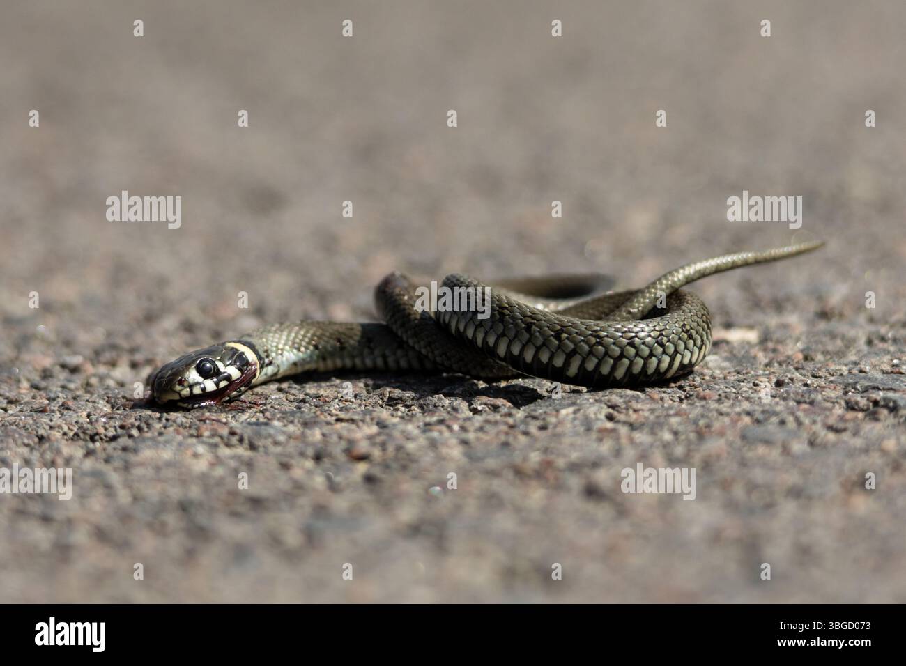 Vista ravvicinata di un serpente d'erba morto (Natrix natrix) sull'asfalto dopo essere stato colpito da un veicolo. La carrozzeria senza vita è attorcigliata sul fondo stradale Foto Stock
