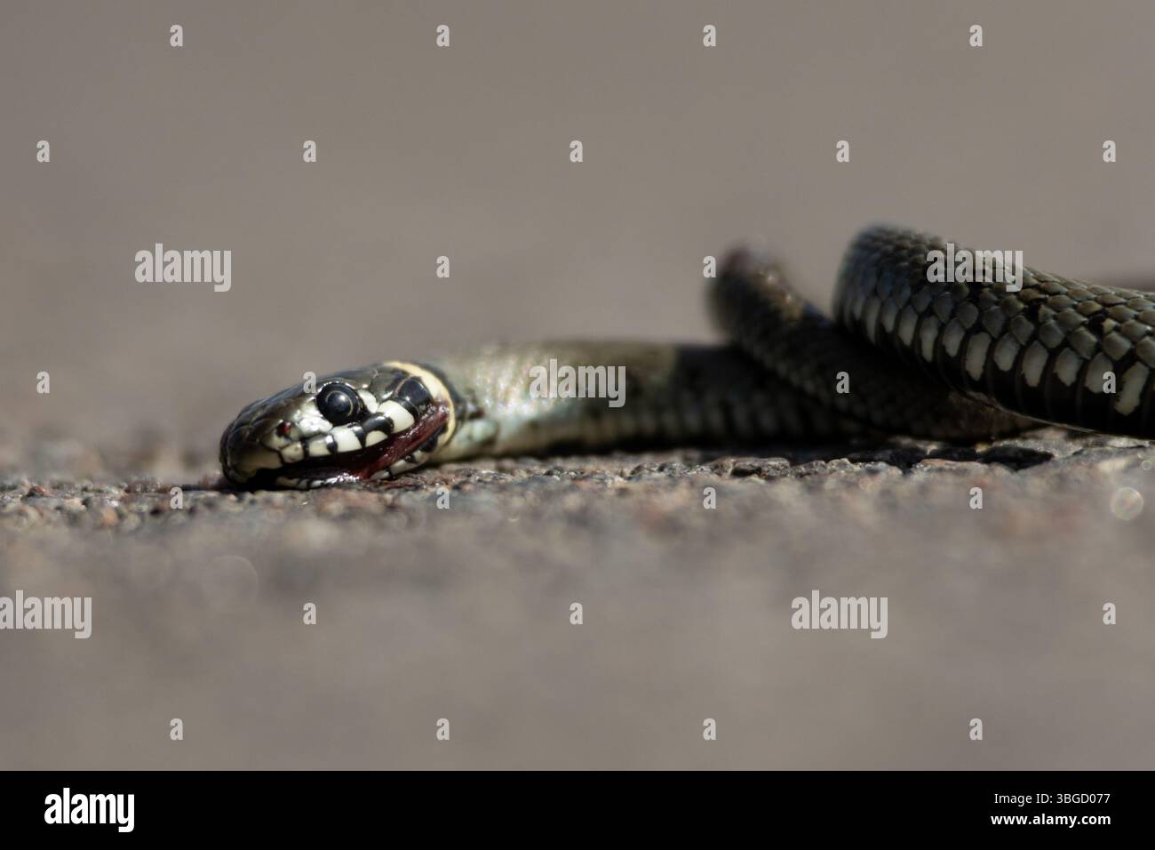 Un serpente morto Natrix natrix riposa avvolto su una strada asfaltata. La sua ferita visibile e i segni gialli distintivi sulla testa rivelano l'identità Foto Stock