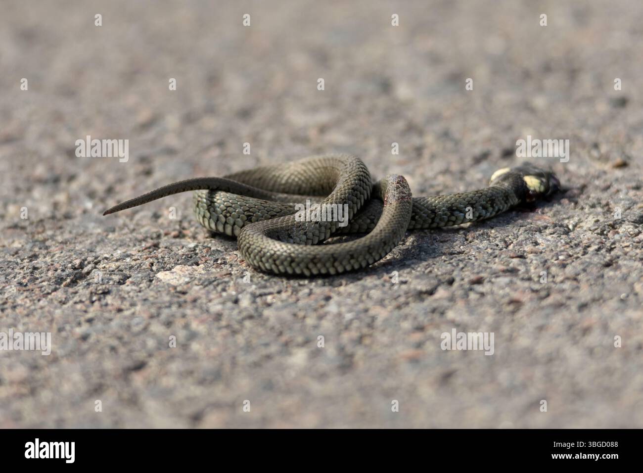 Un serpente morto avvolto giace su asfalto ruvido, il suo corpo forma un nodo. Le sfumature e l'illuminazione accentuano la cupa quiete Foto Stock